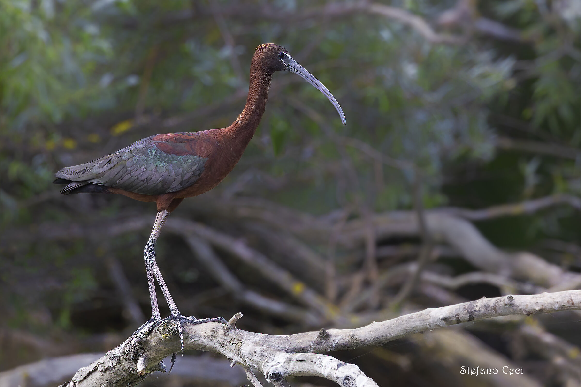 Glossy ibis