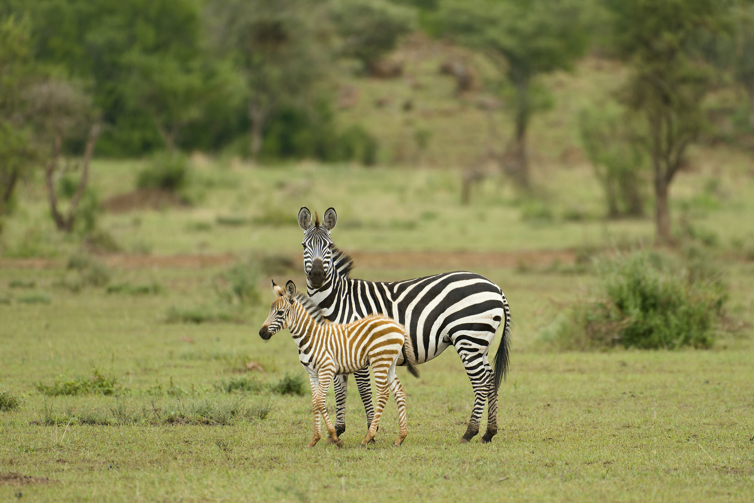 Zebras, Serengeti.