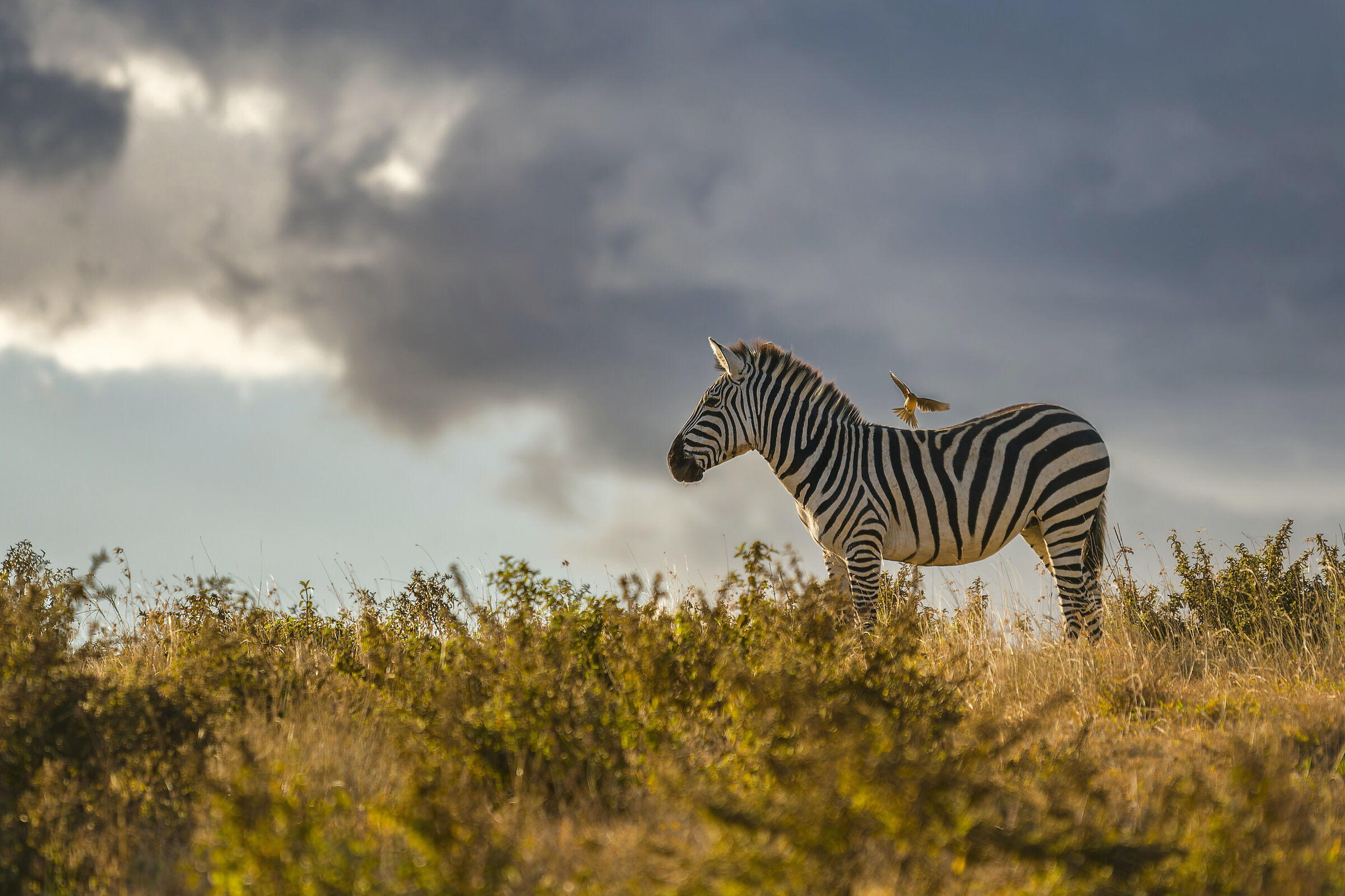 Zebra, Ngorongoro.