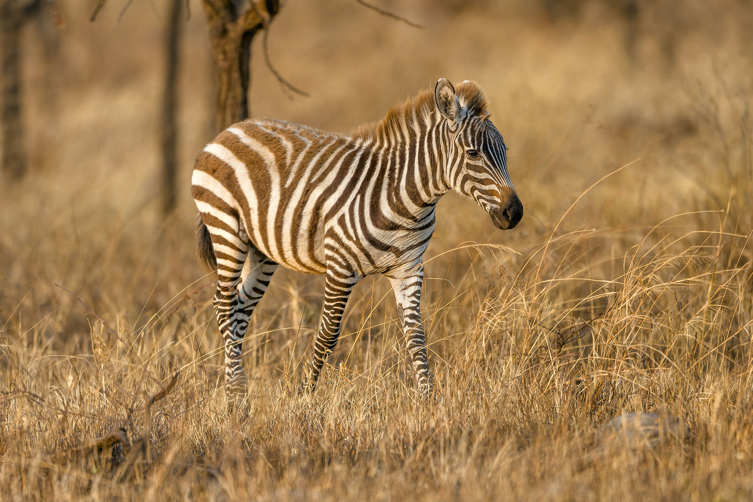 Zebra foal, Serengeti.