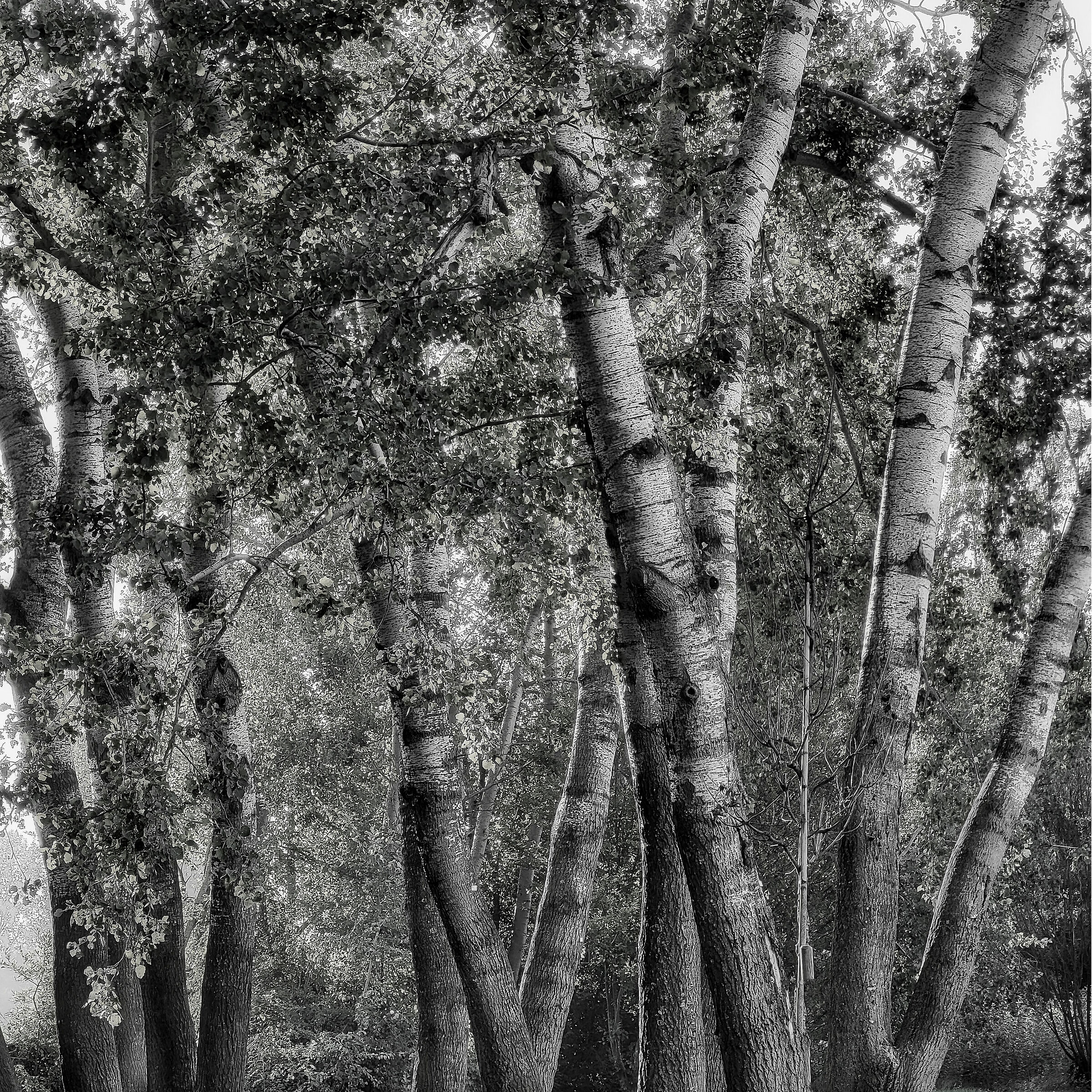 Bassani Park Ferrara