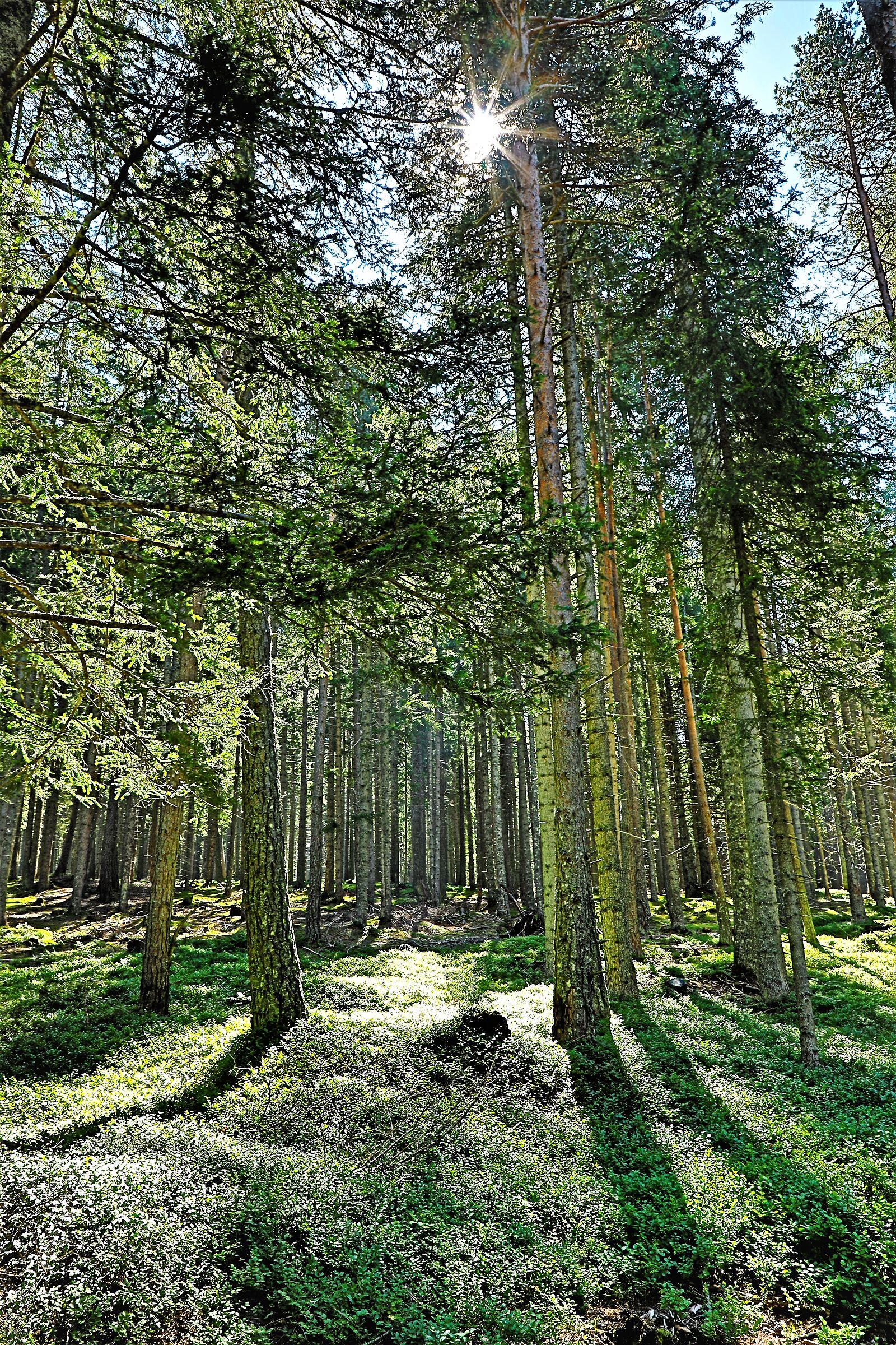 WOODS