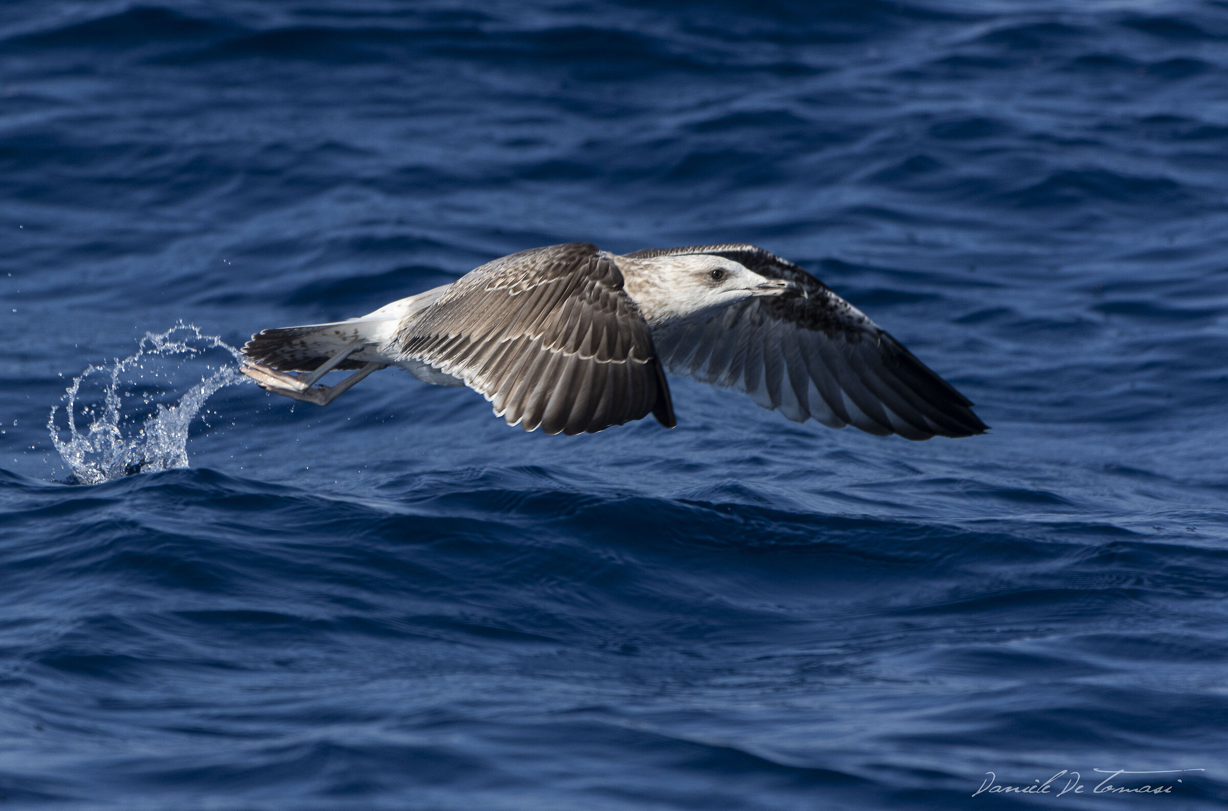 Seagull in flight