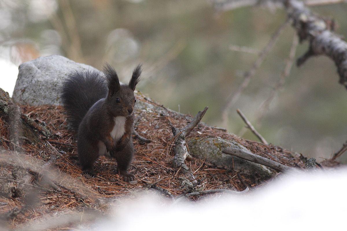 Il folletto del bosco
