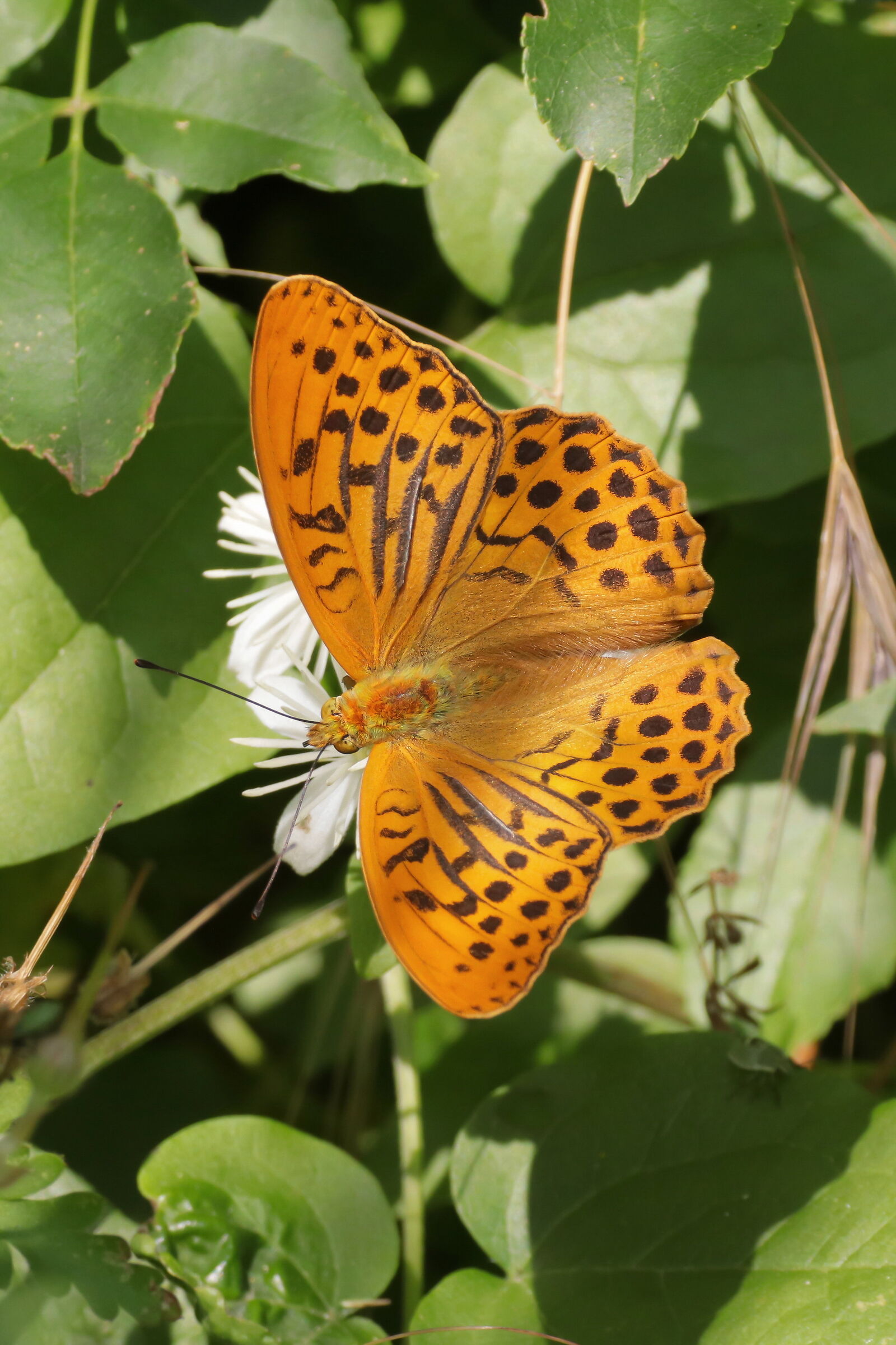 Argynnis paphia