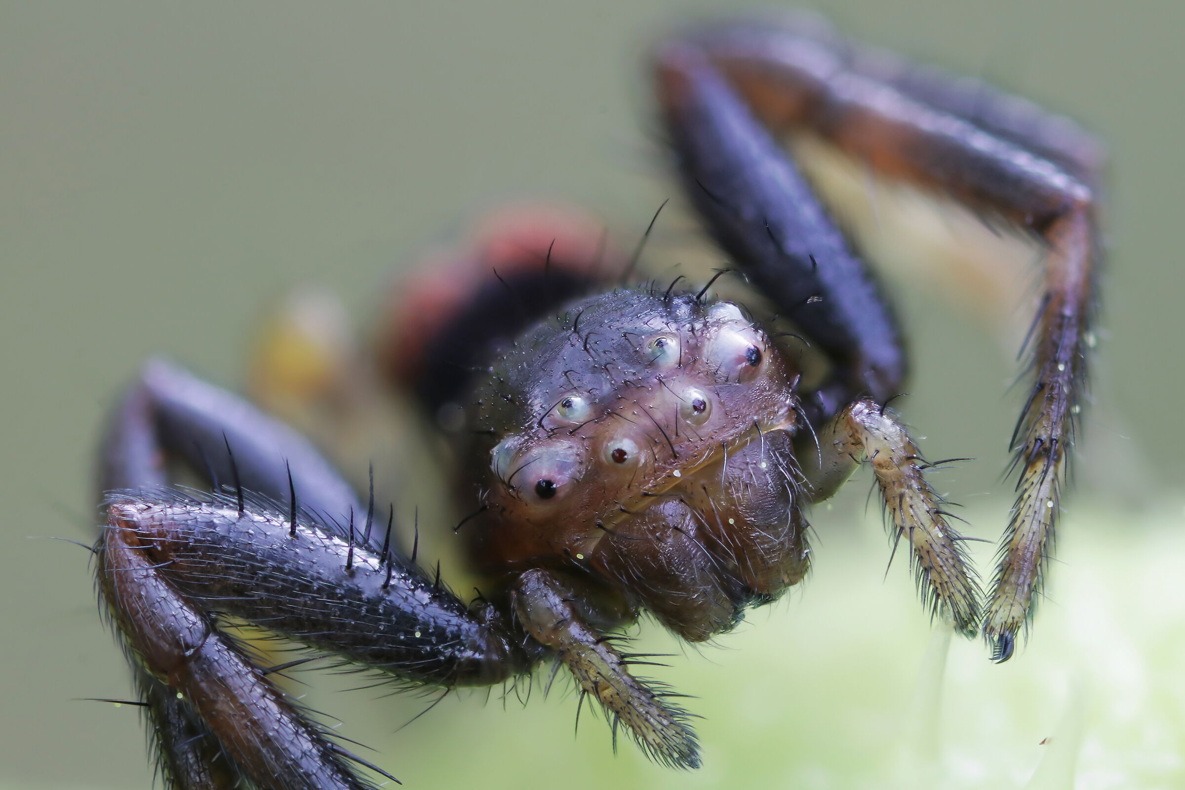 Synema globosum (Napoleon spider)