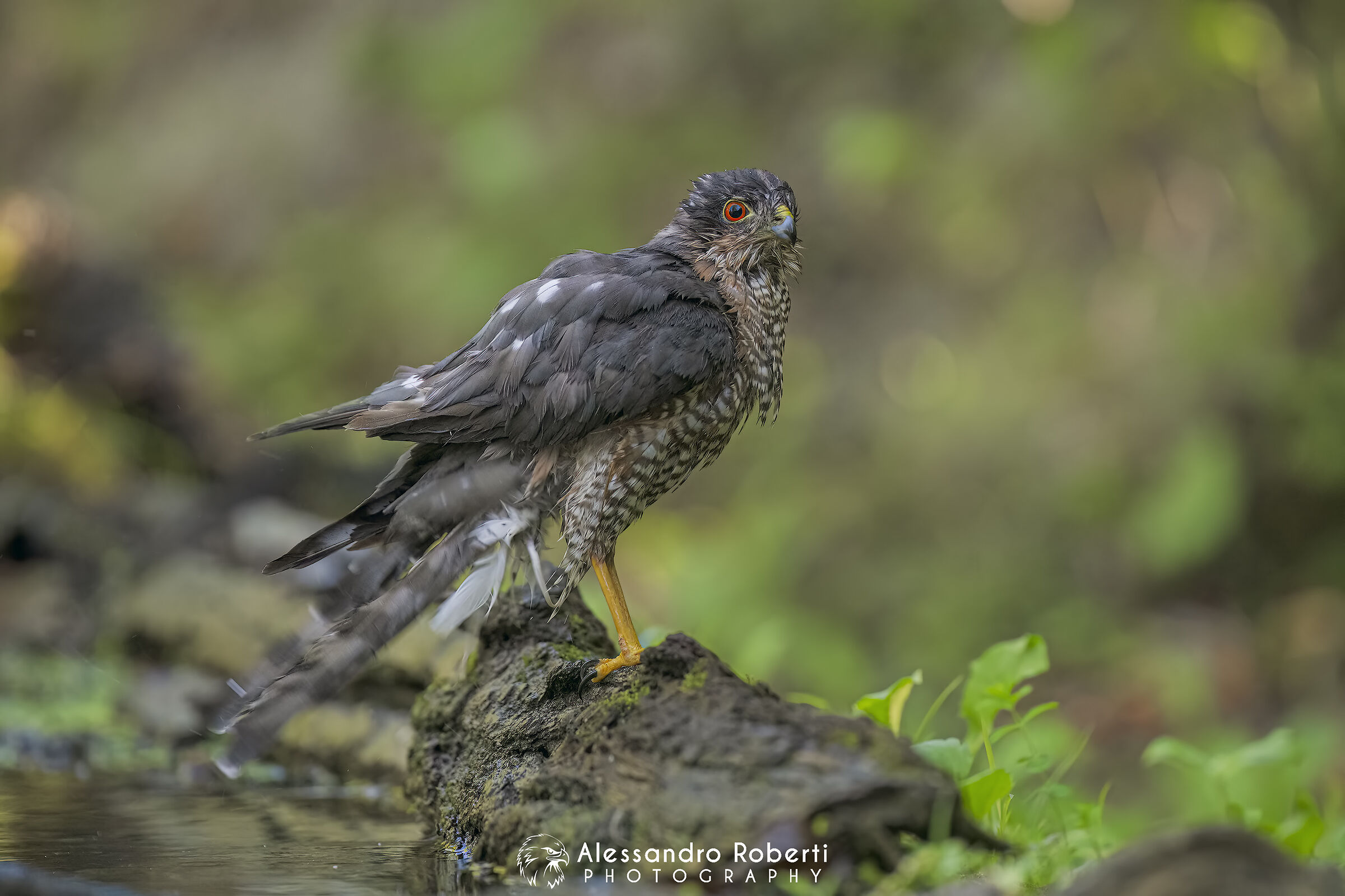 Sparviero euroasiatico