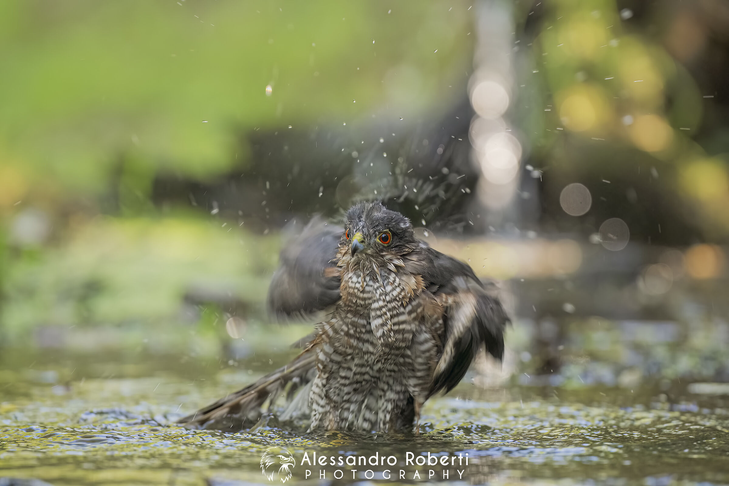 Sparviero euroasiatico