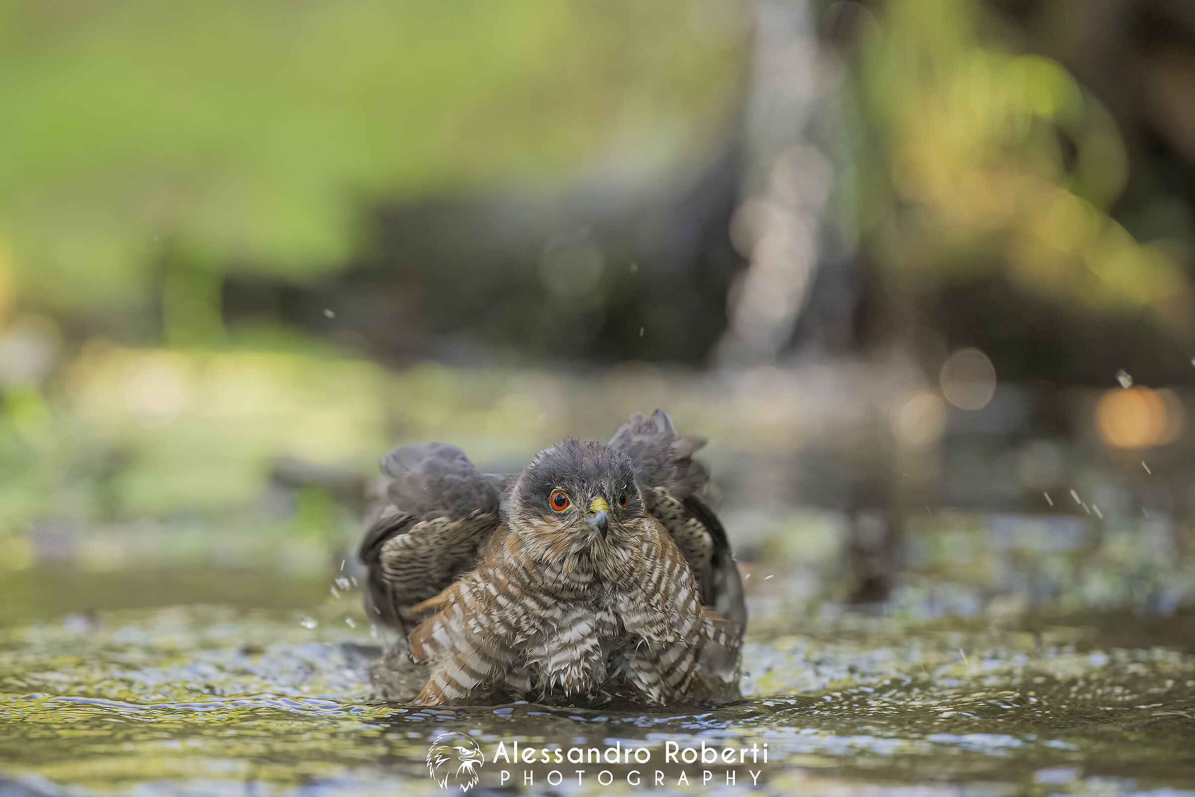 Sparviero euroasiatico