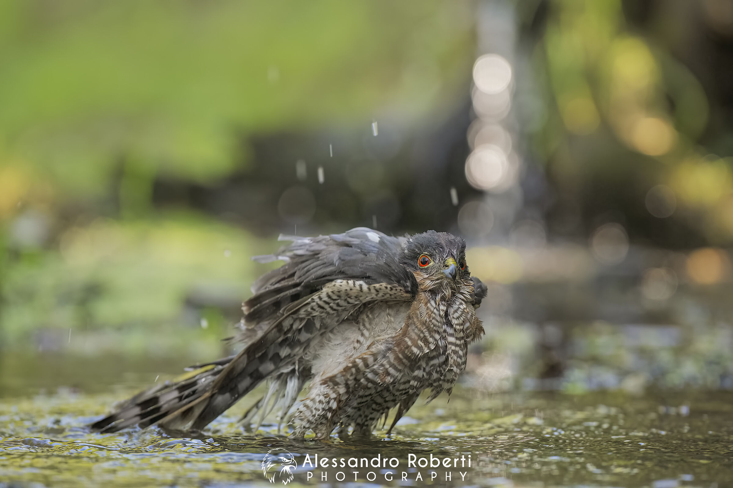 Sparviero euroasiatico