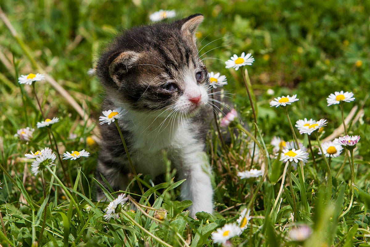 E 'Primavera for him.