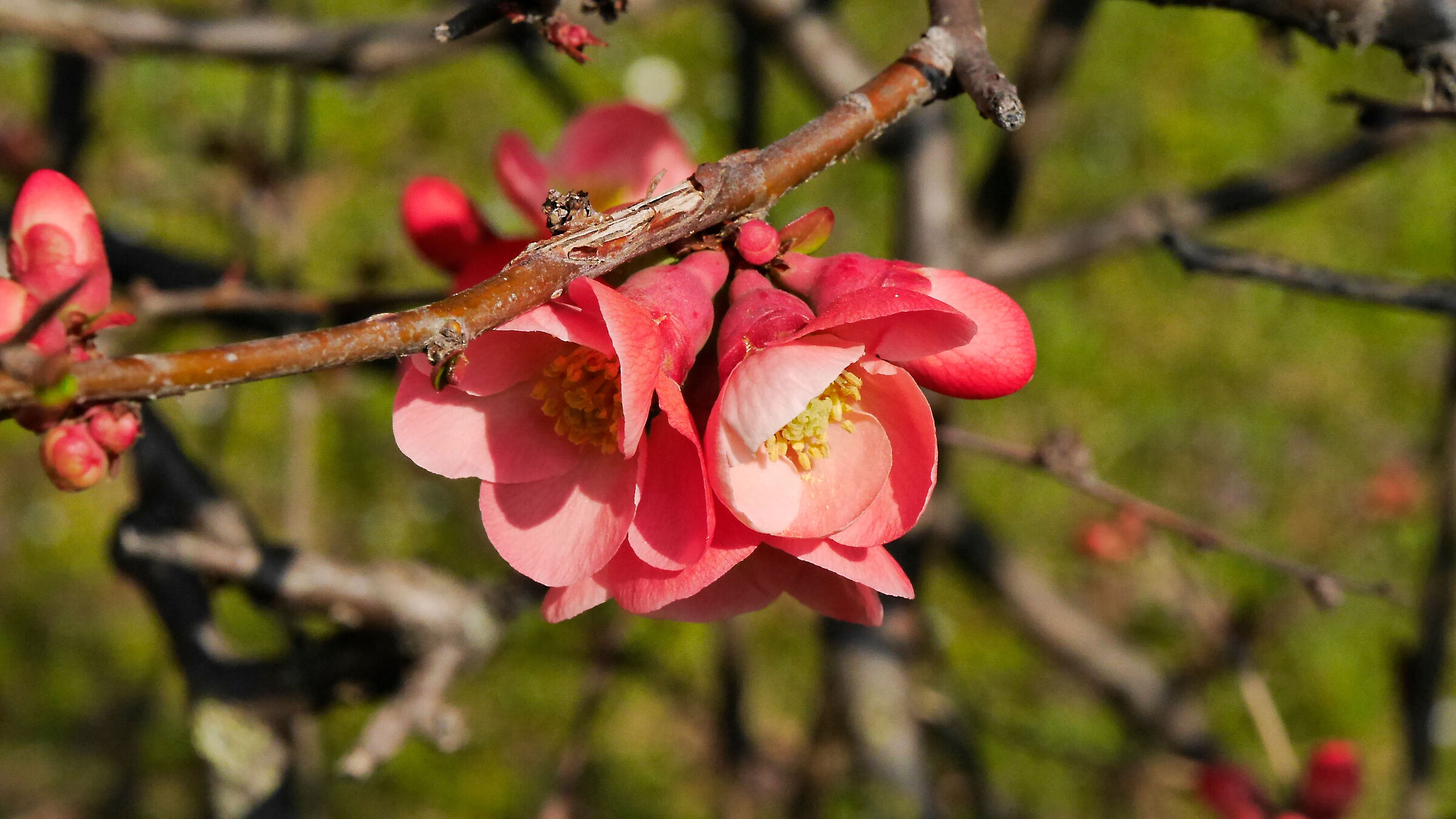 Chaenomeles; red as the heart
