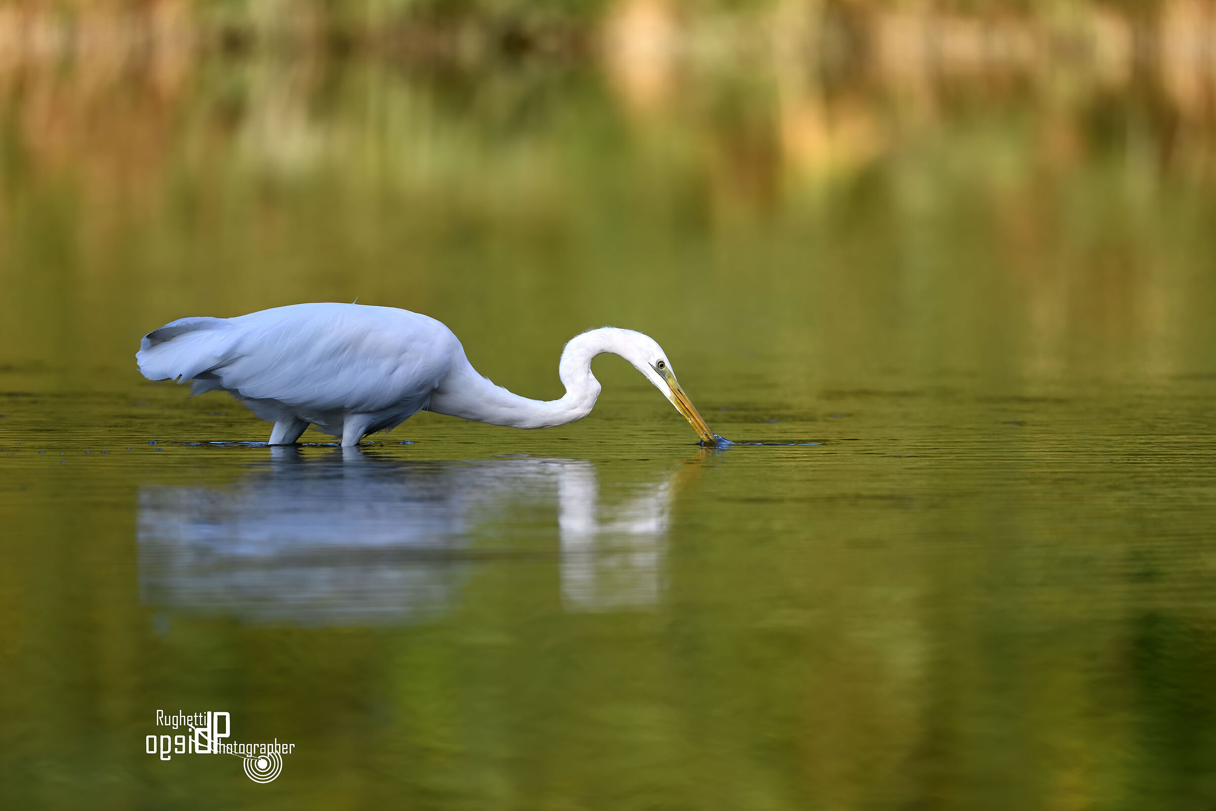 Great white heron
