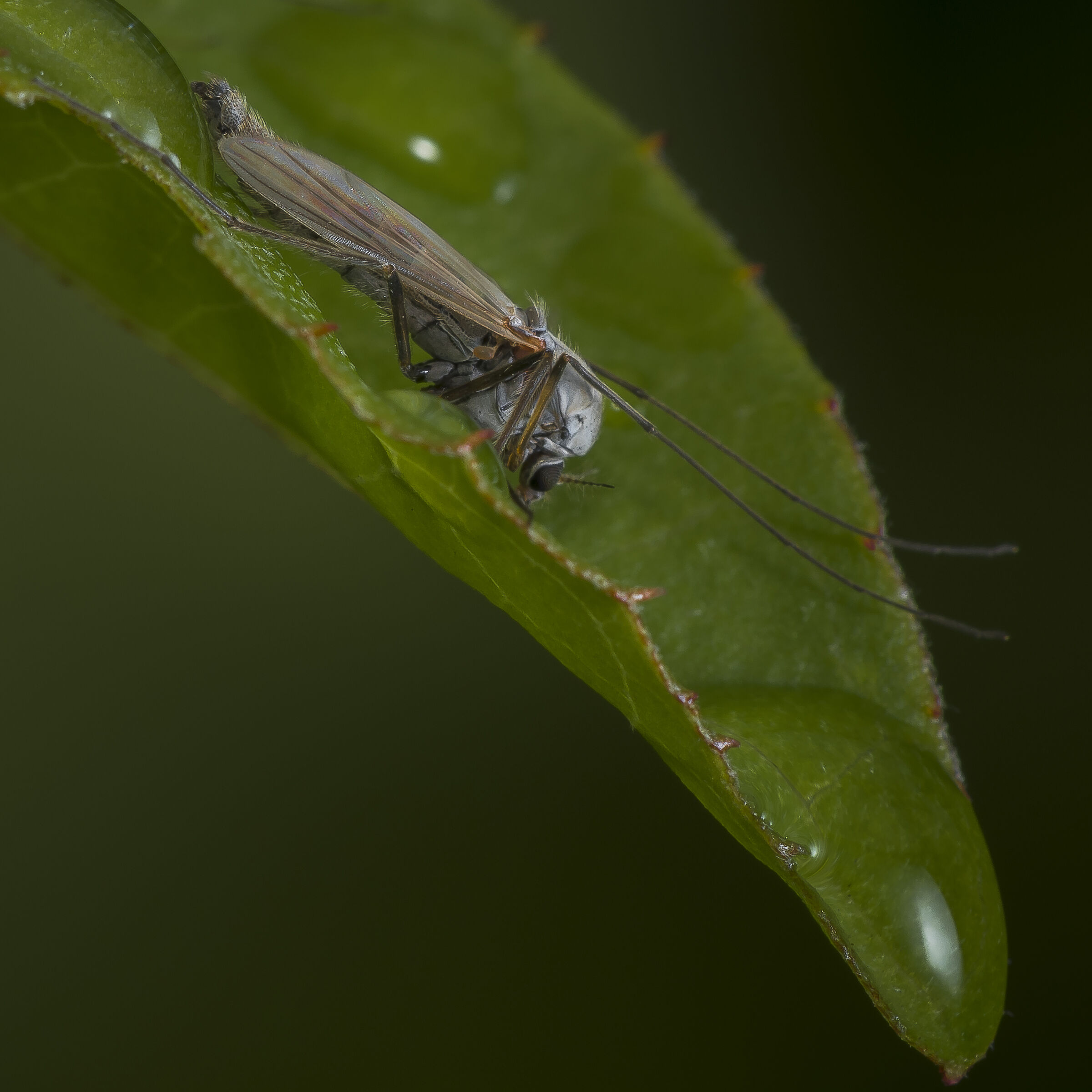 Before going to sleep