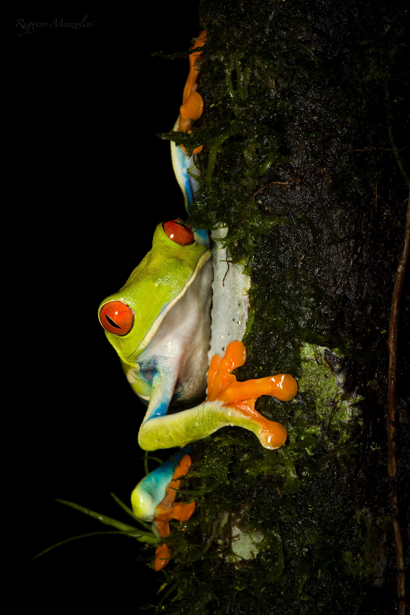Red-eyed tree frog