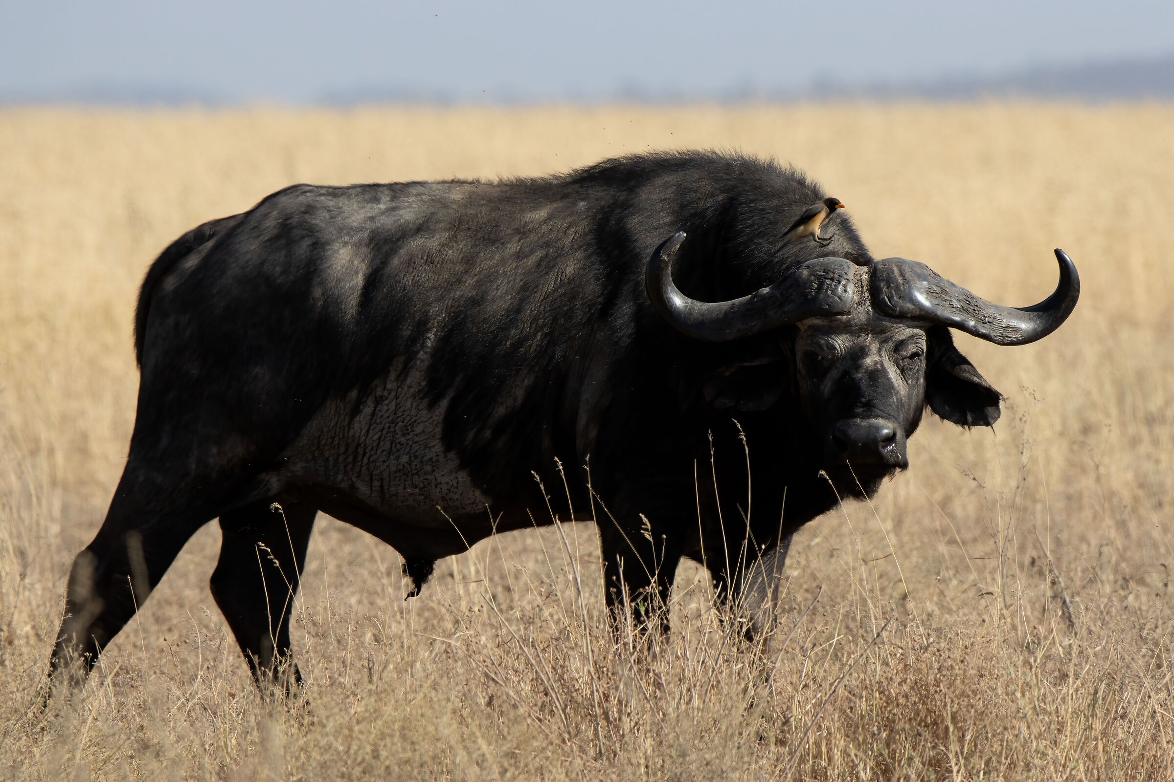 Buffalo on irascible buffalo