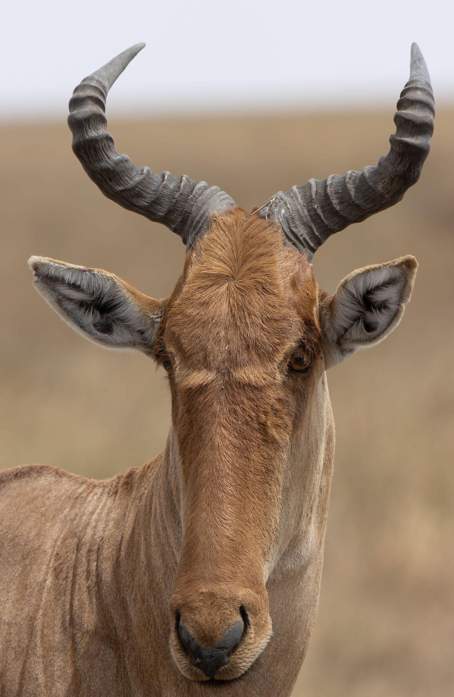 Hartebeest