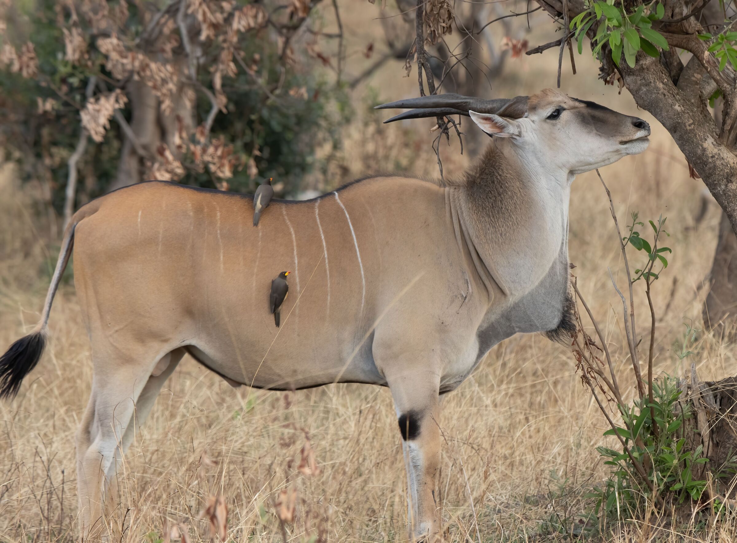 Alcina antelope