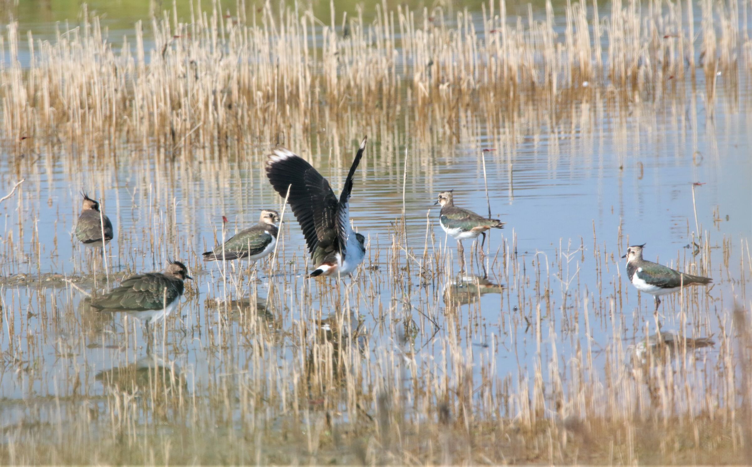 Meeting of young lapwings