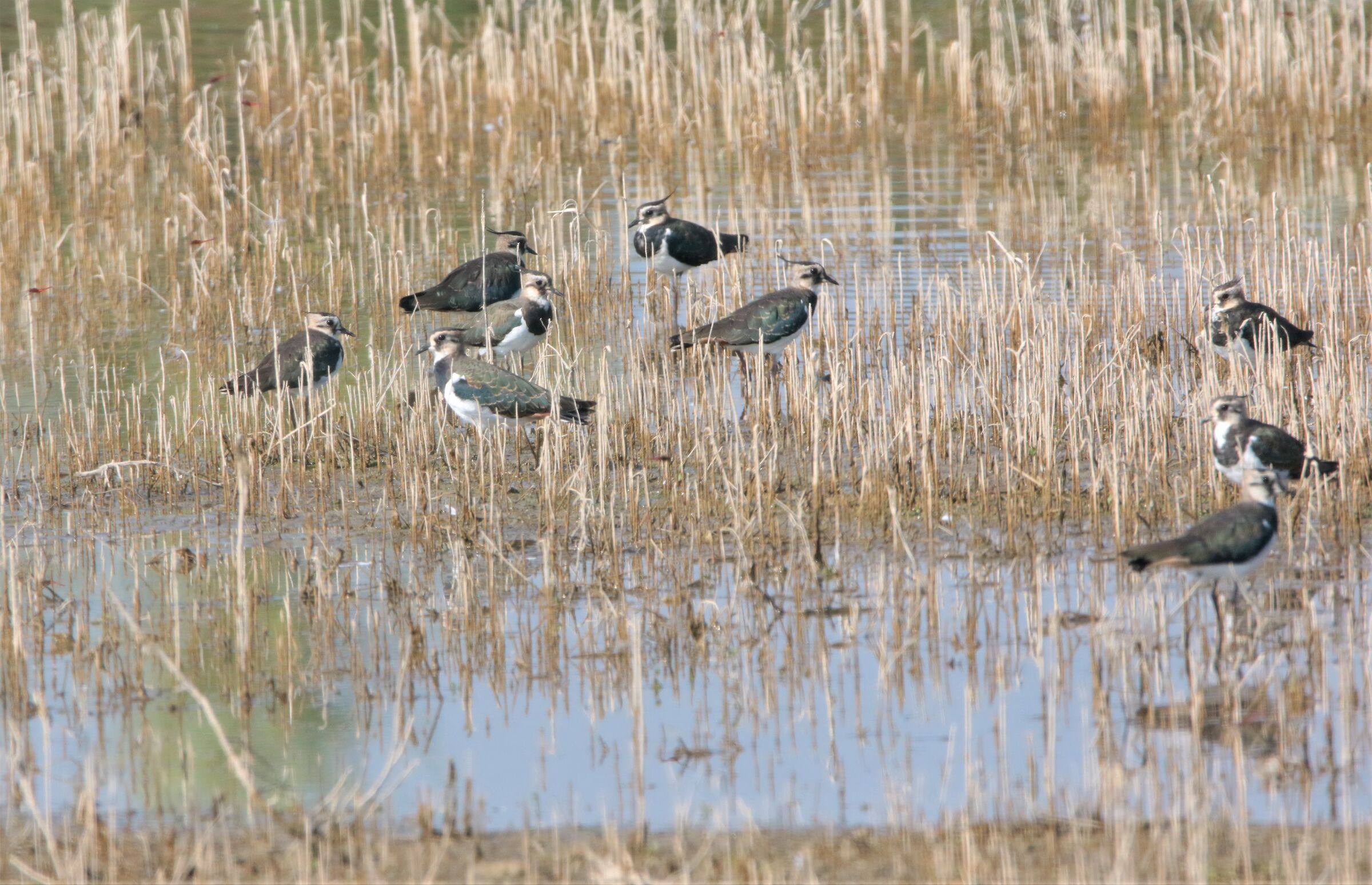 lapwings