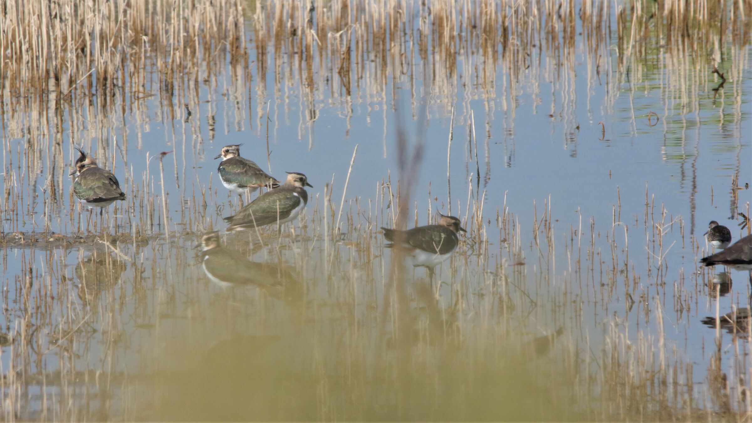 lapwings