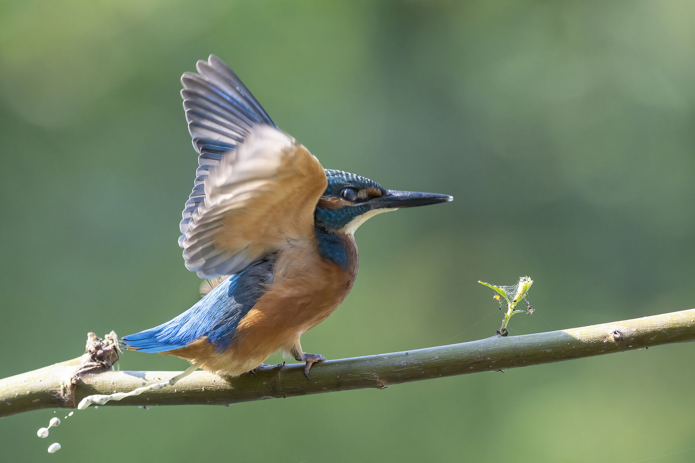 Martin pescatore . . .e il bisognino