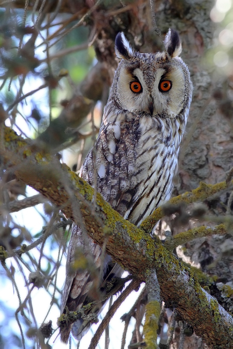 screech owl
