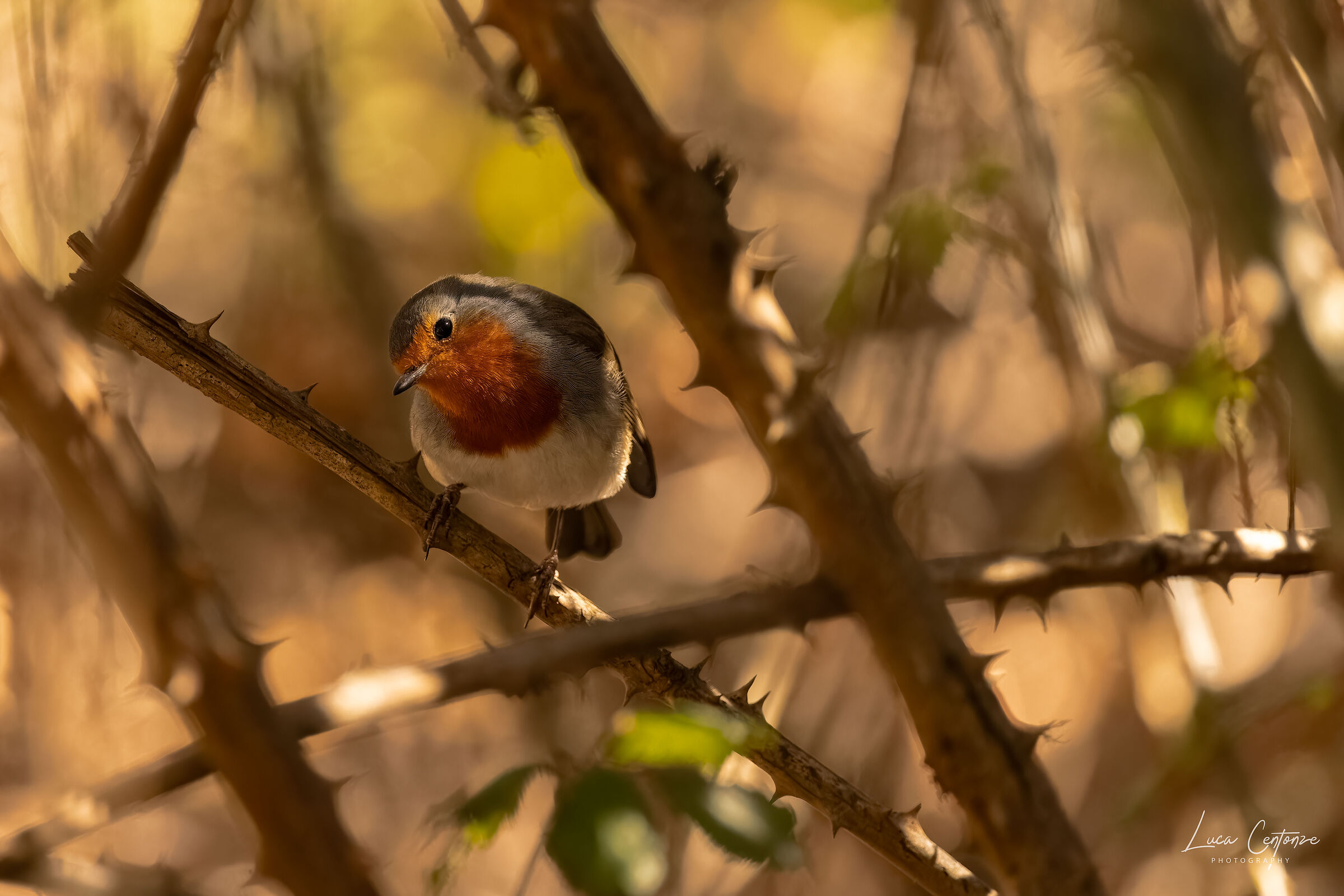 Pettirosso delle Canarie (Erithacus rubecula superbus)