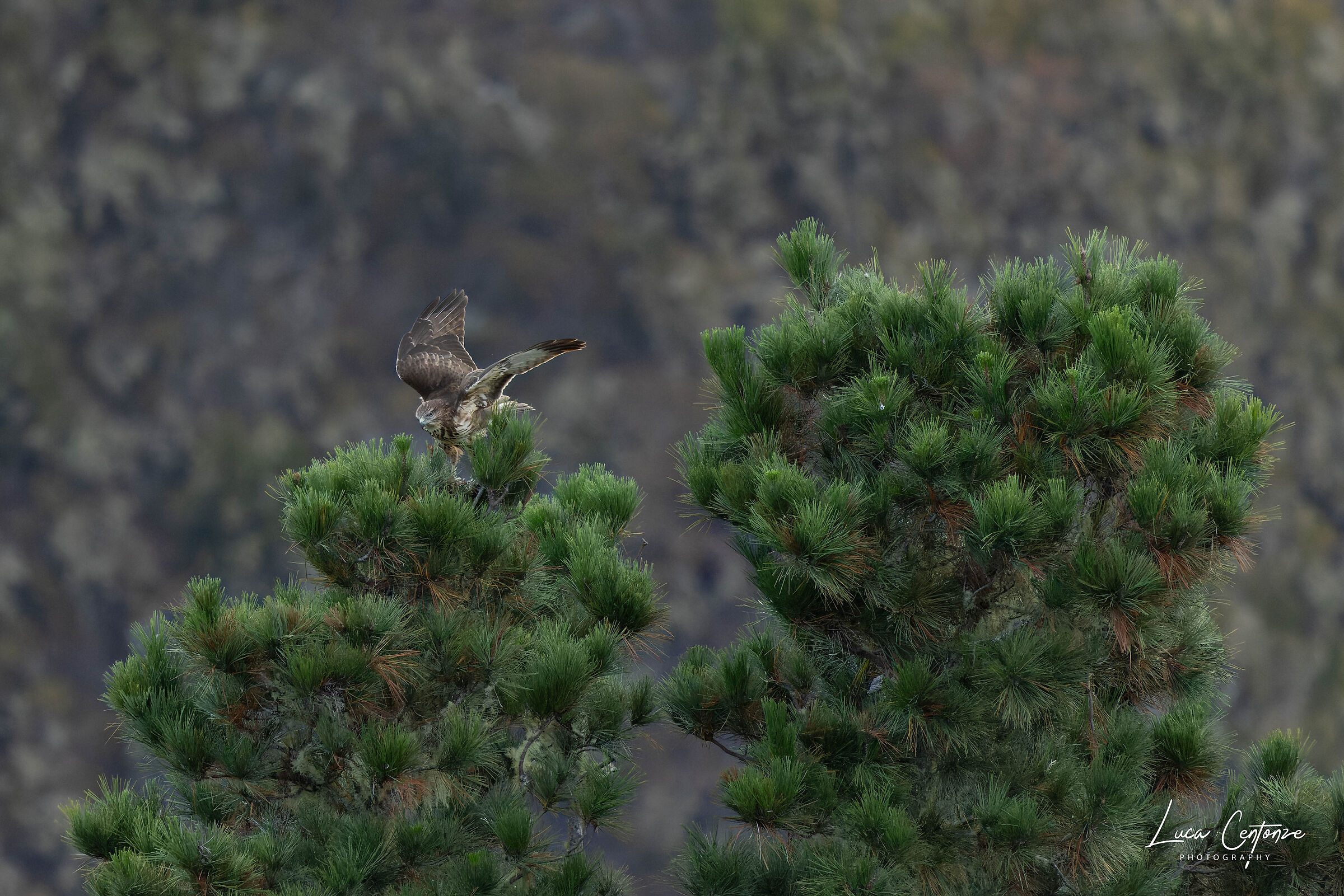 Common Buzzard (Buteo buteo insularum)