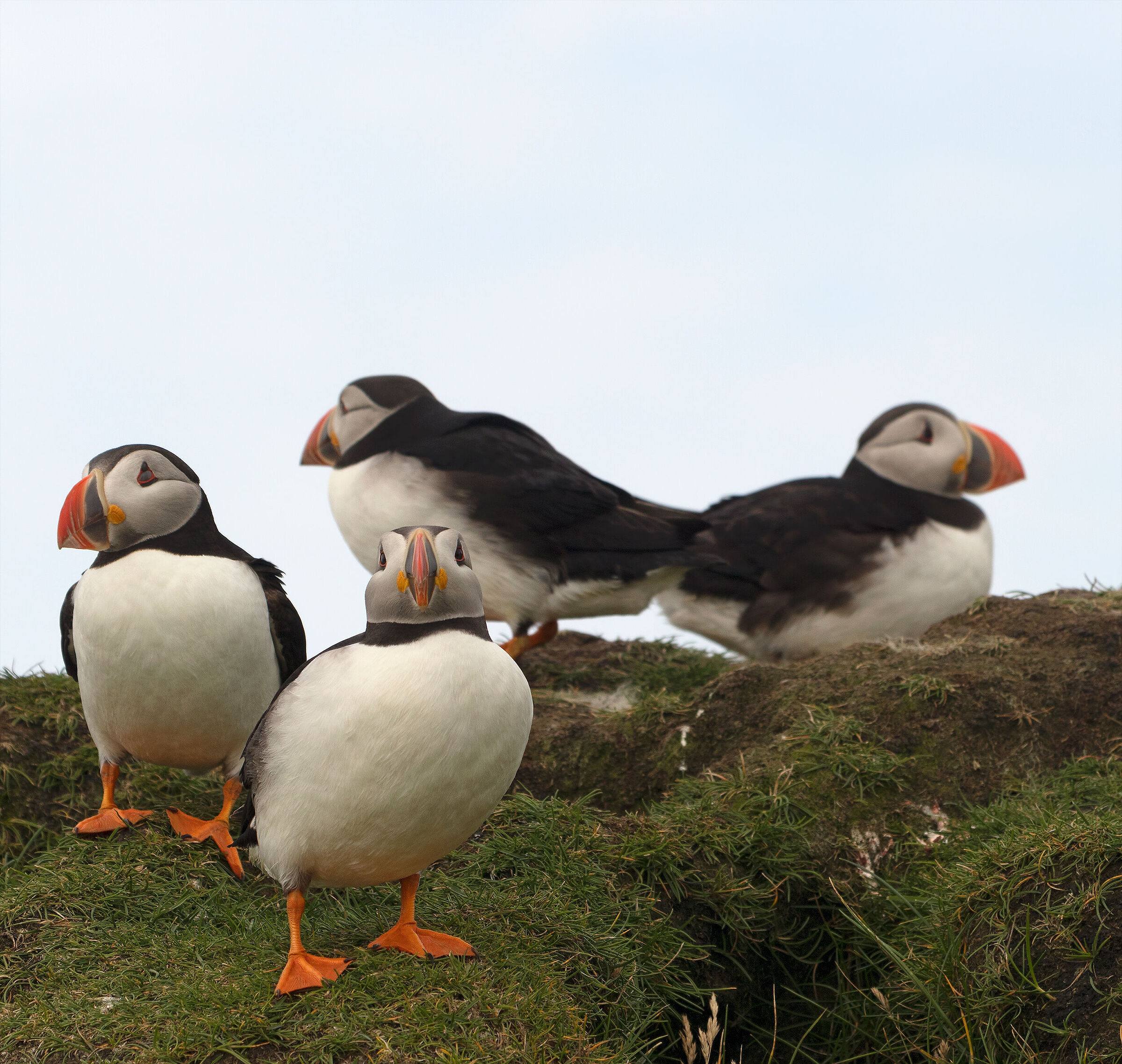Puffins #4