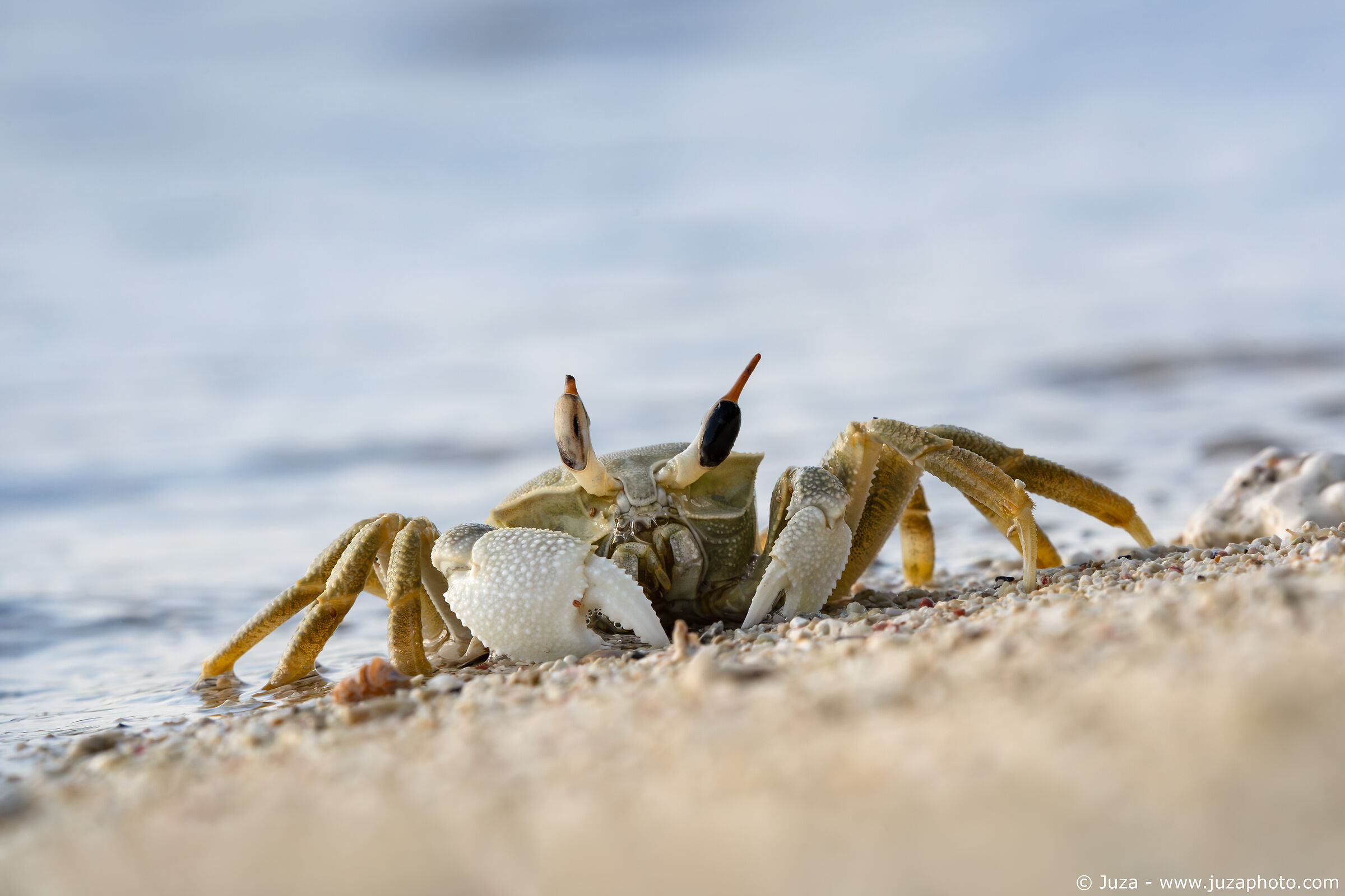 Horned ghost crab (Ocypode ceratophthalmus)