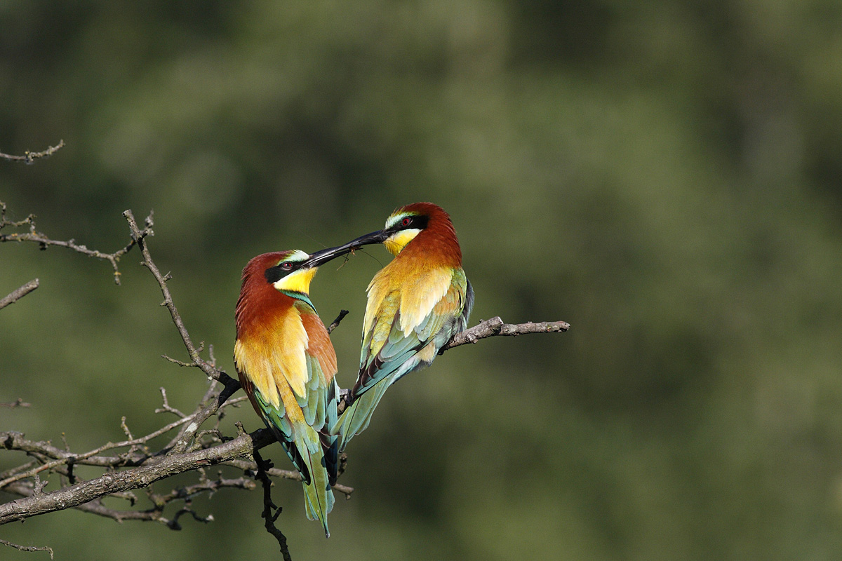 Amore è...un insetto!