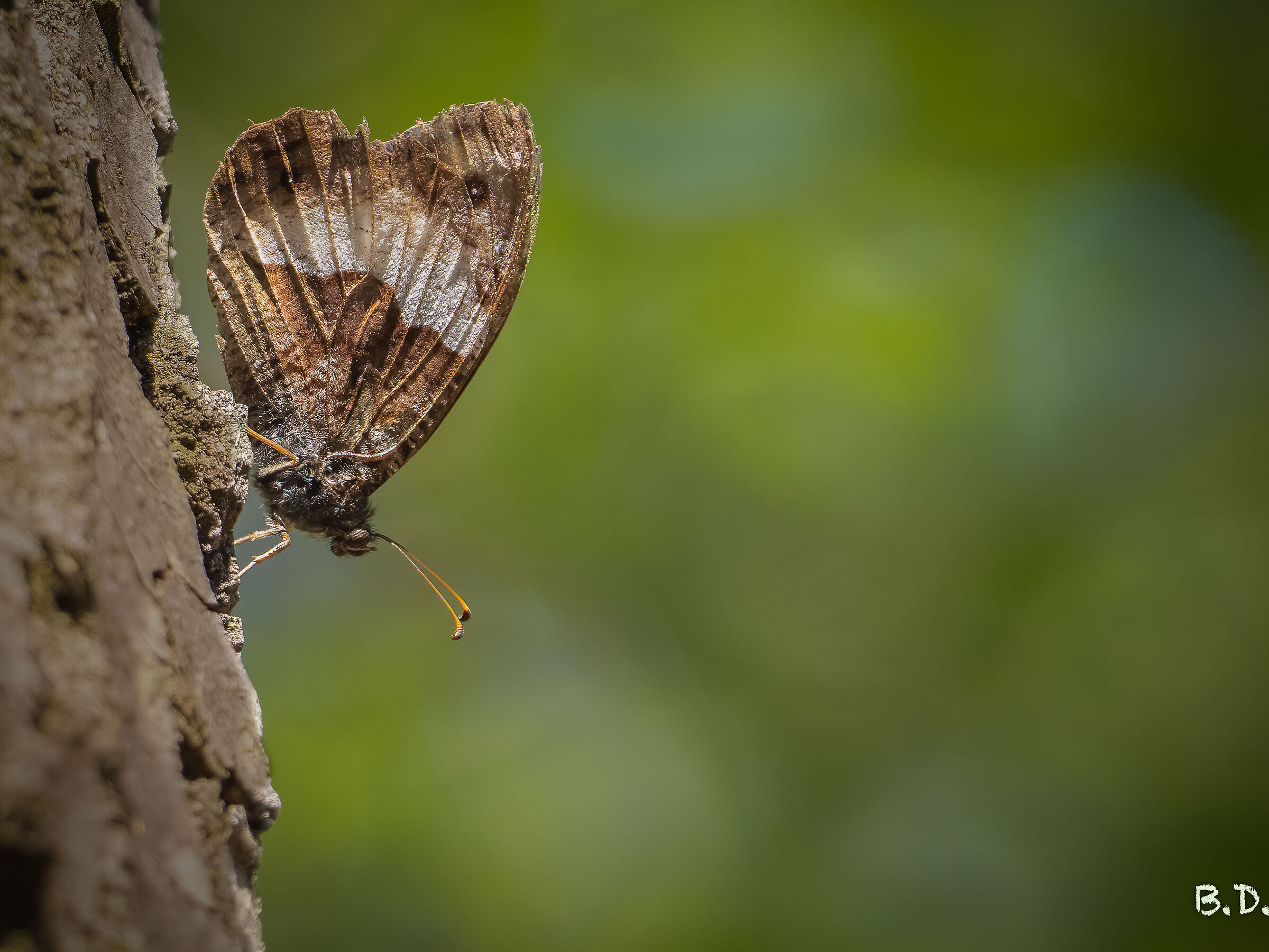 Brintesia circe