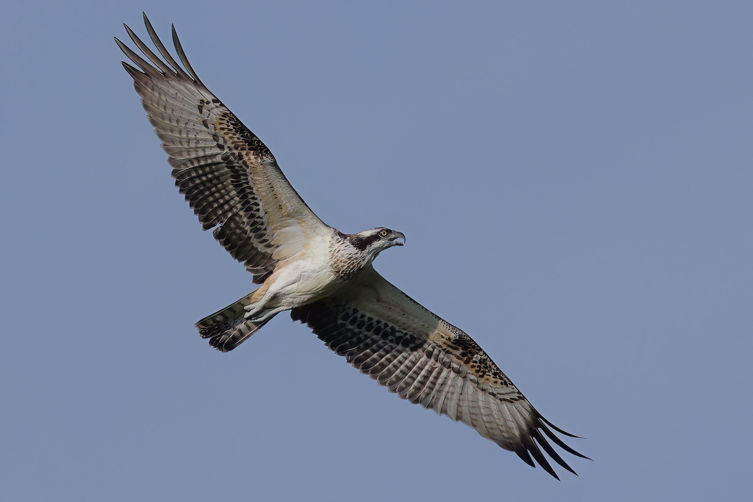 Osprey