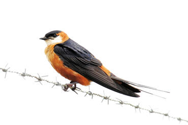 Hirundo senegalensis