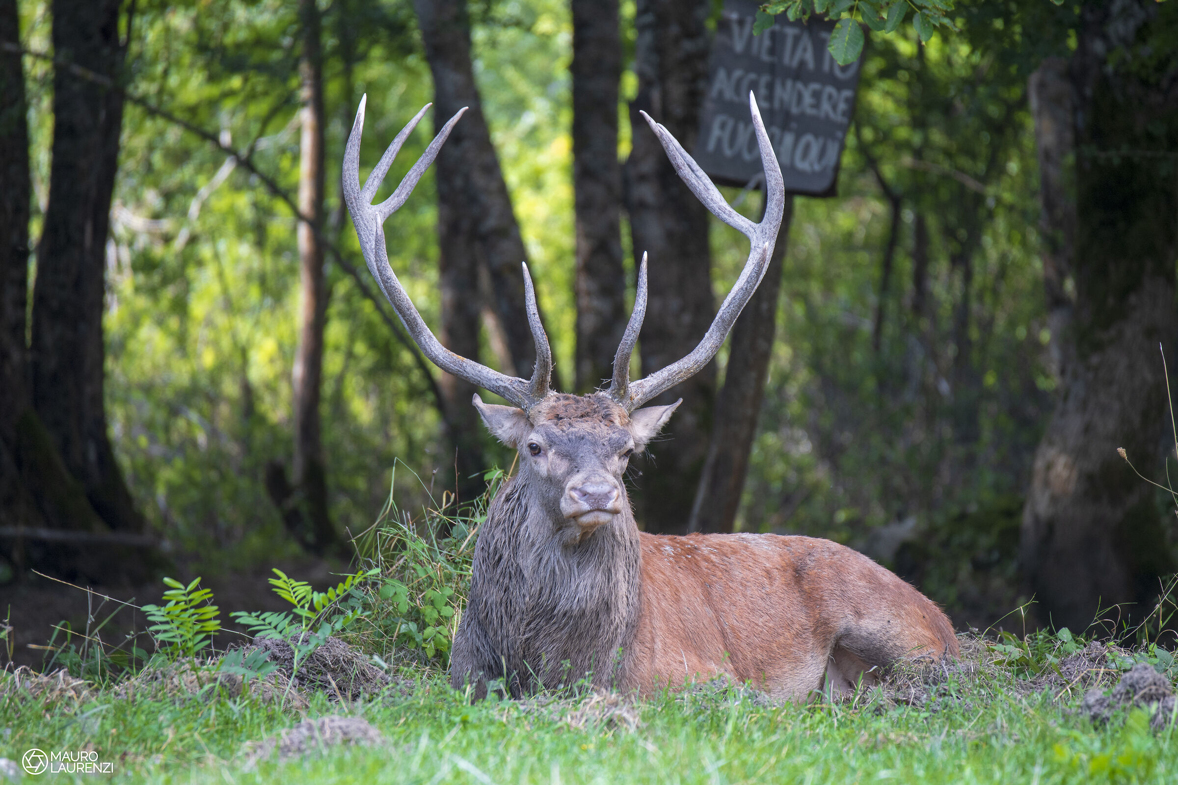 The King - Noble Deer