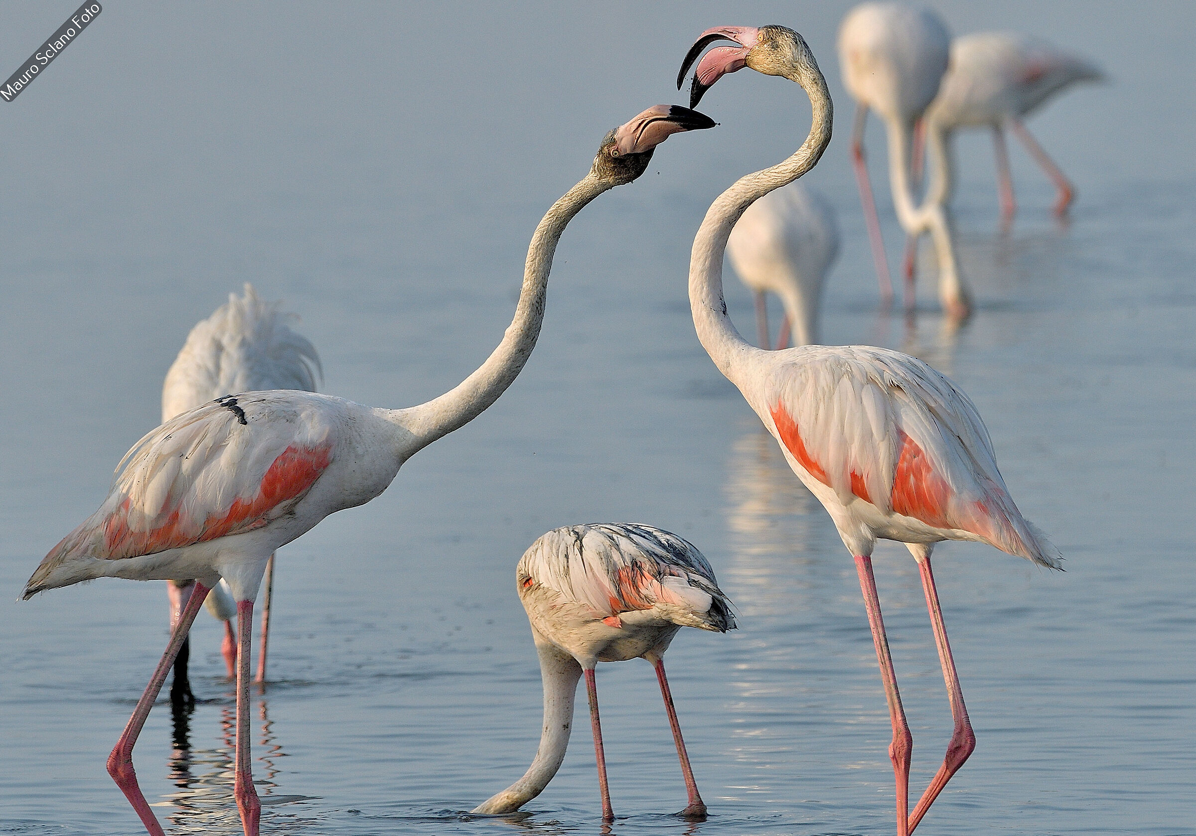 Flamingoes