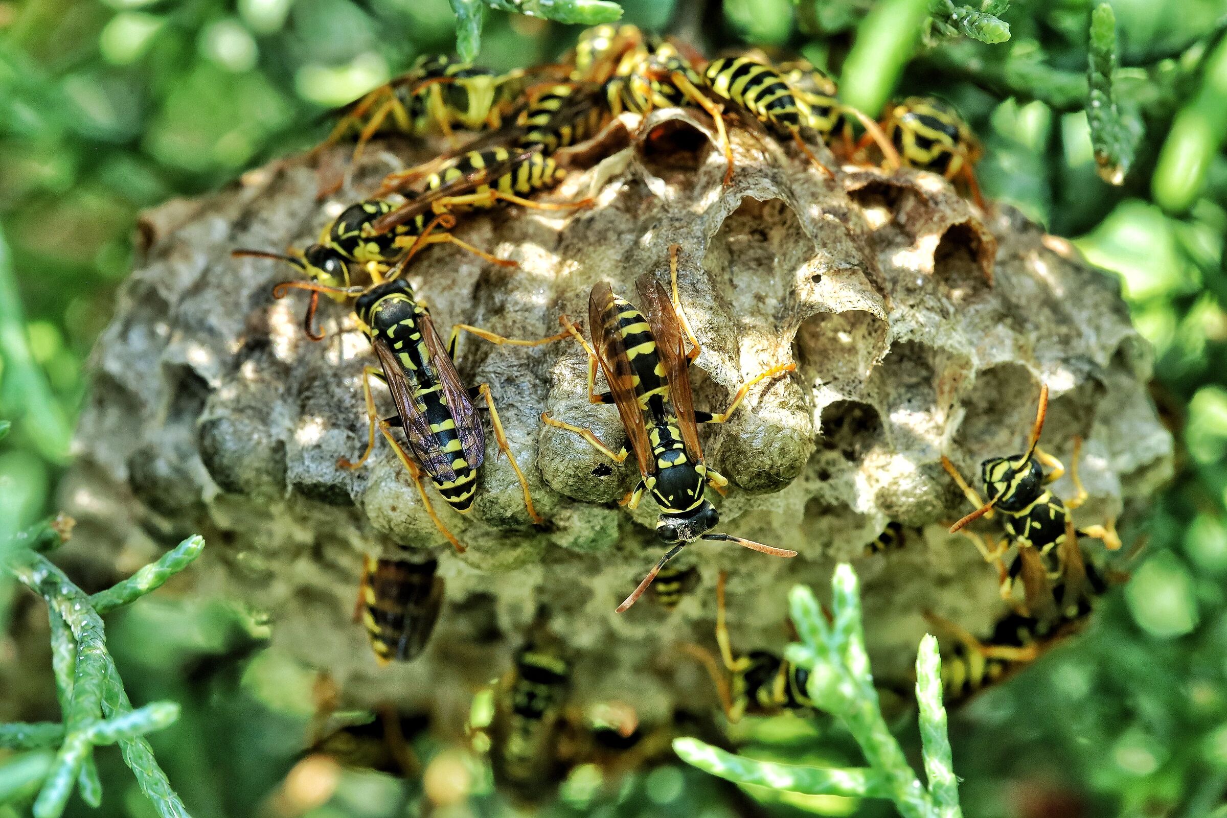 Polistes dominula