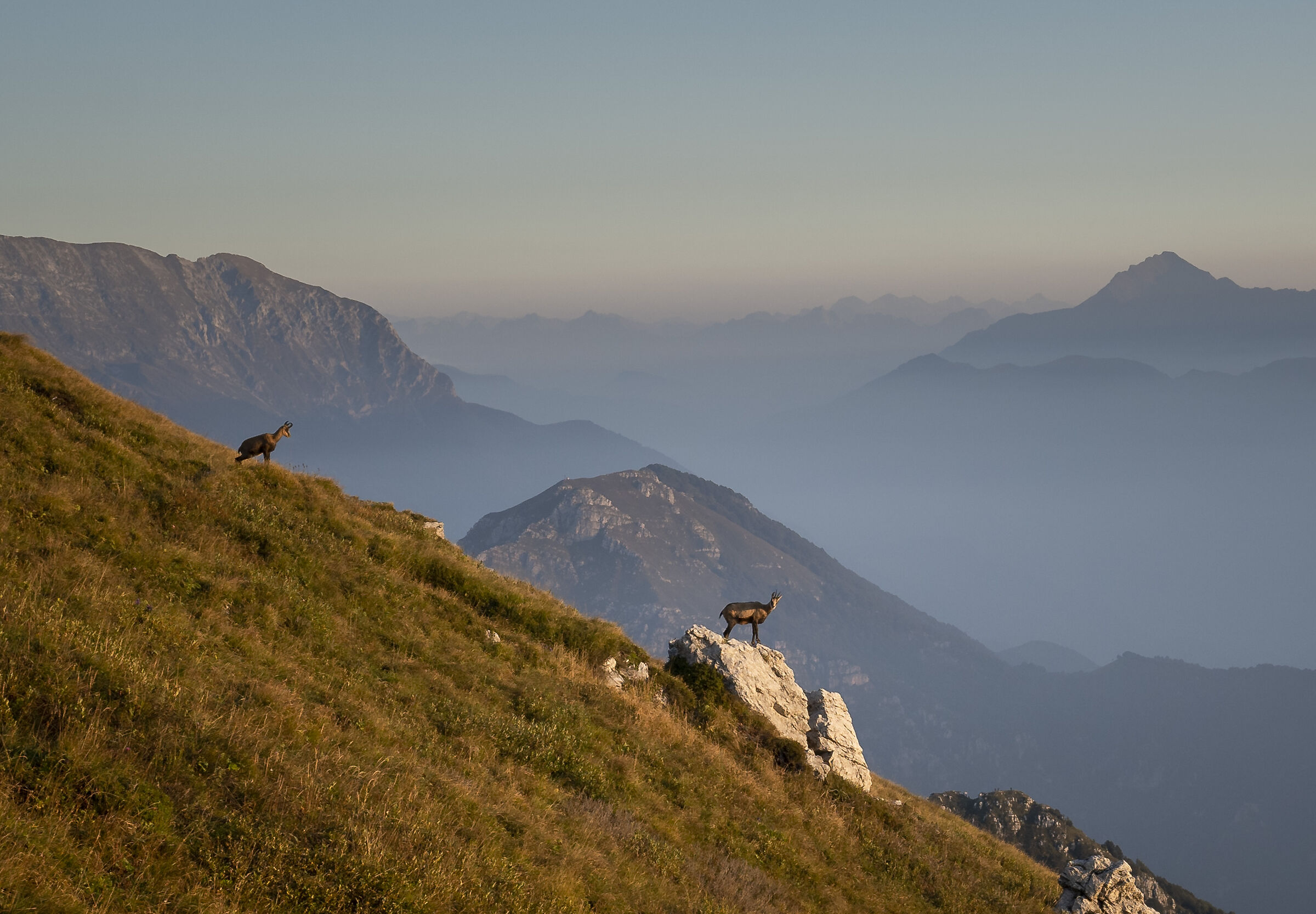 Anche i camosci ammirano l'alba