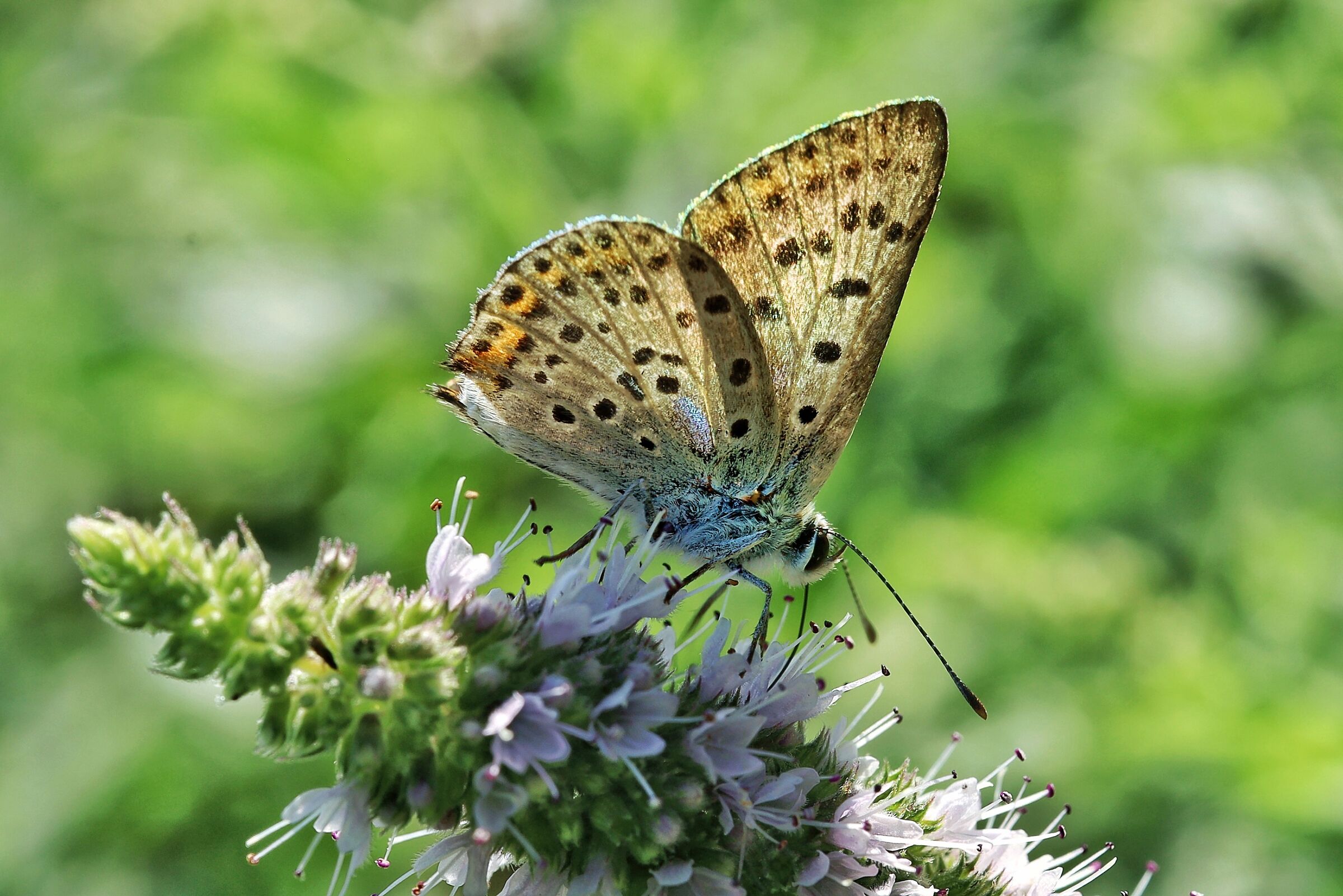 Lycaena tityrus