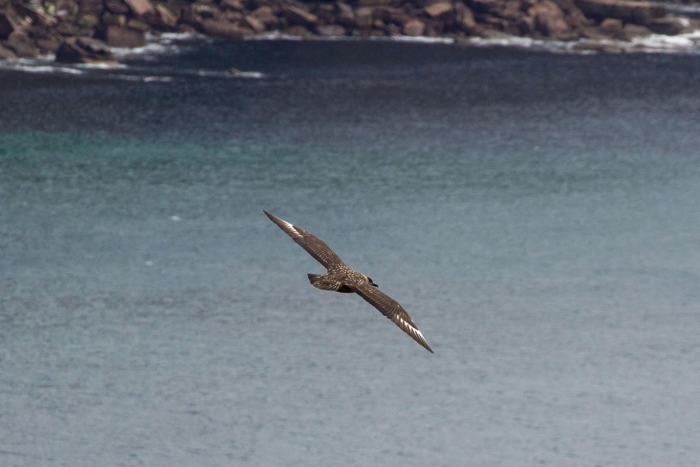 Great skua