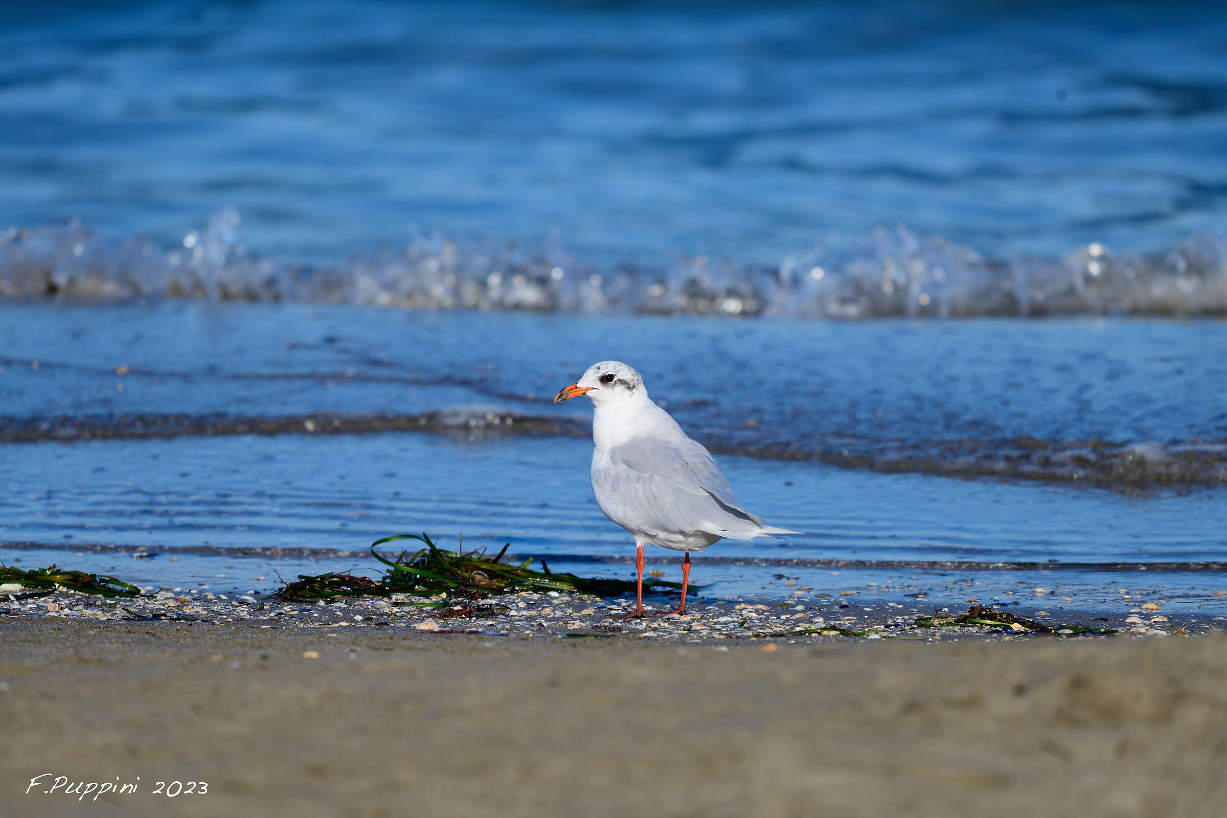 Mediterranean gull