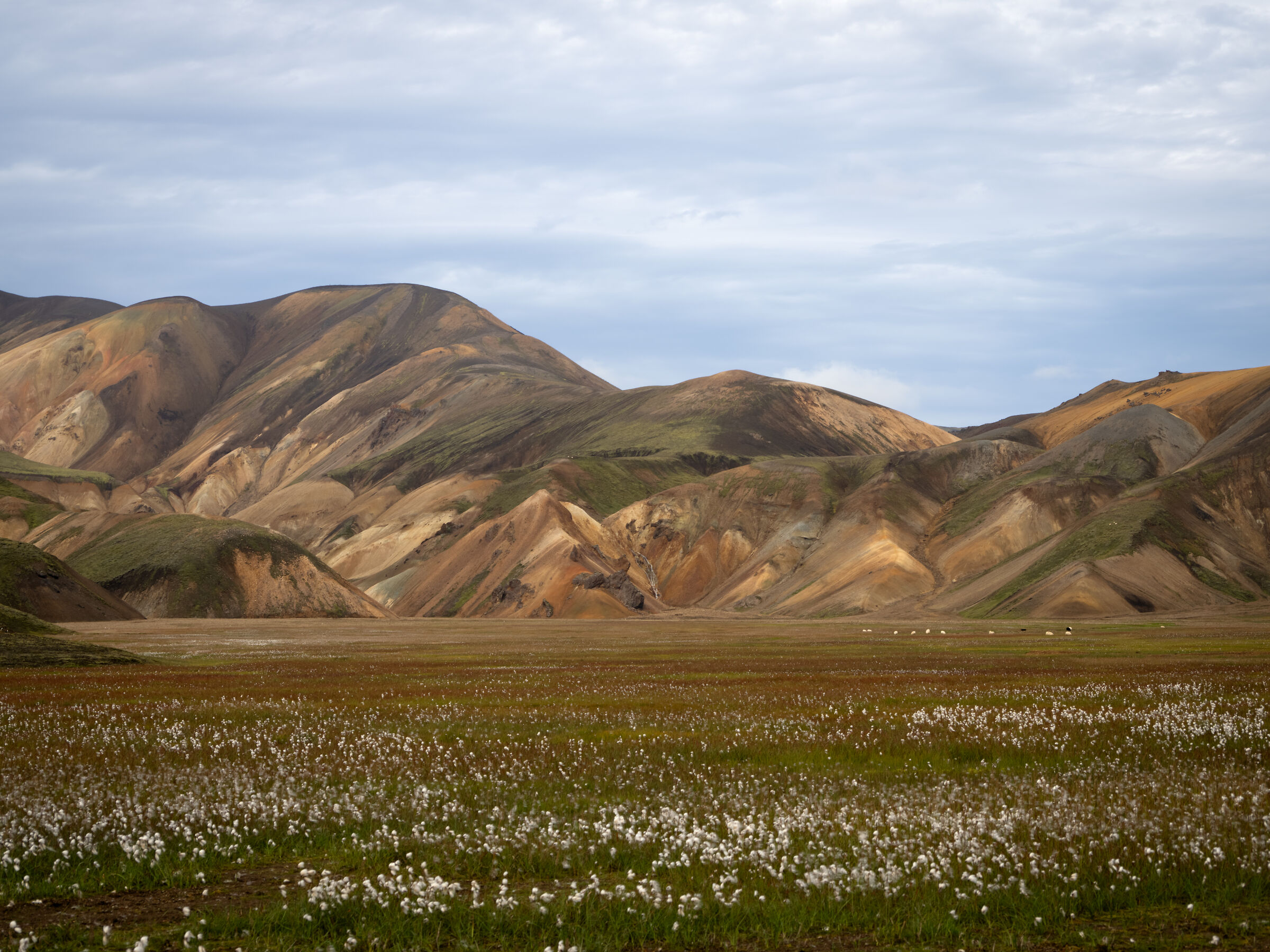 Radura vicino a Landmannalaugar
