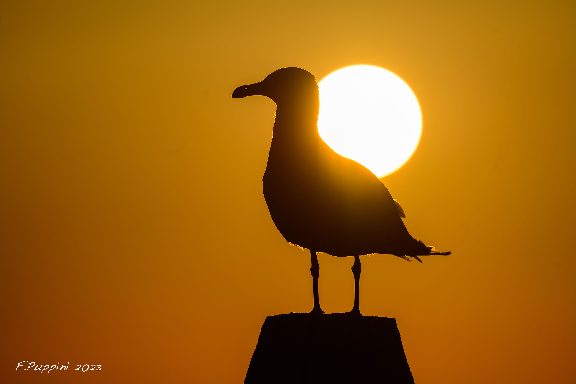 Herring Gull flare test
