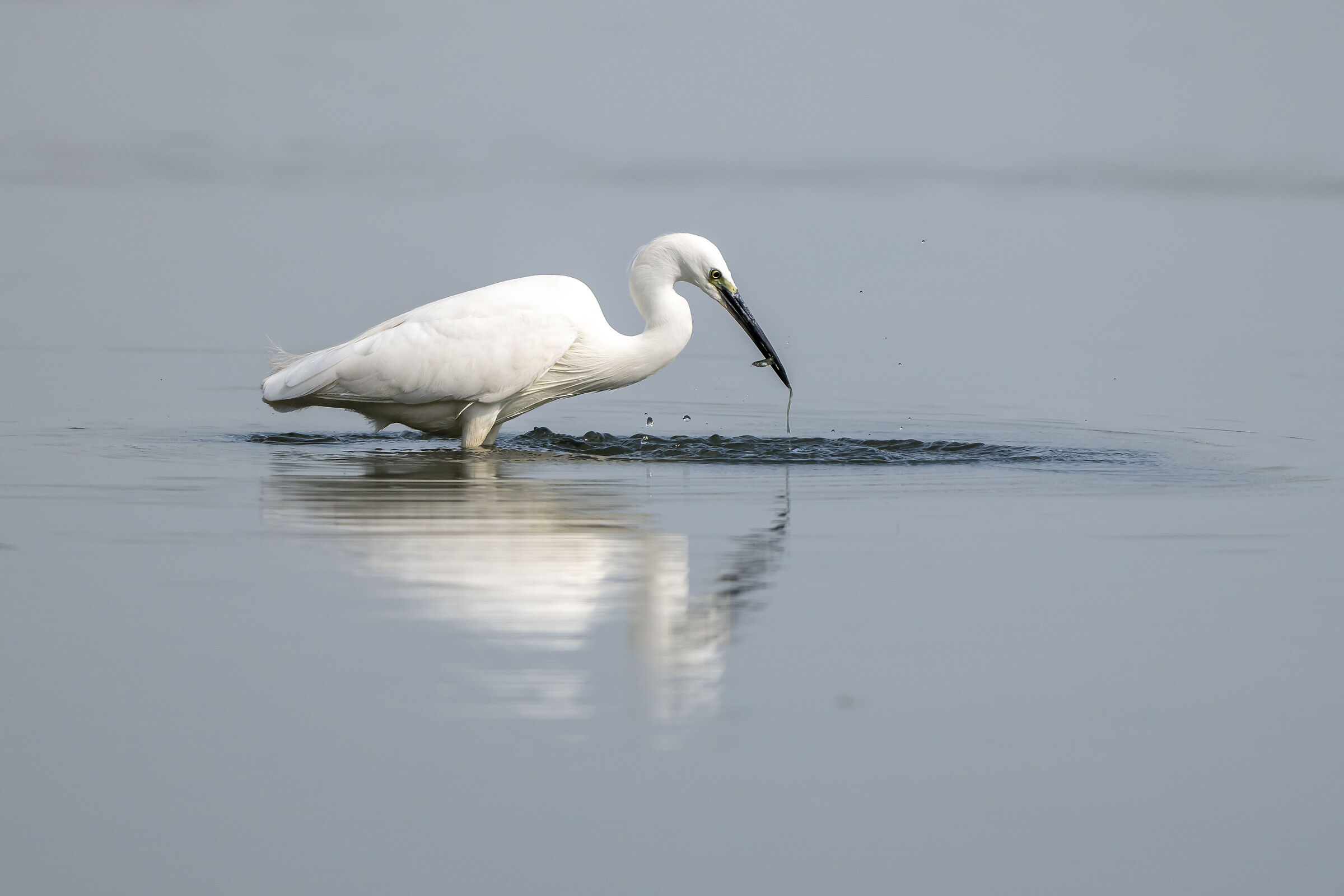 Fisherman