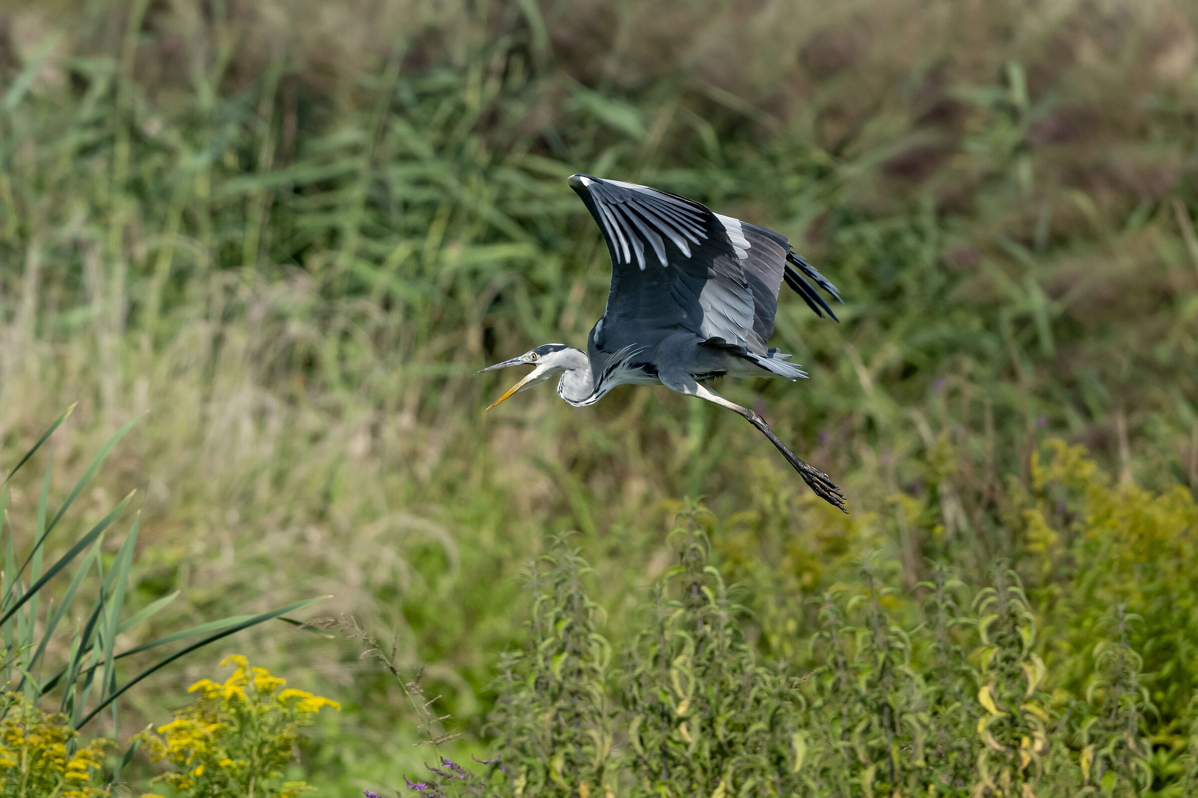 Grey heron