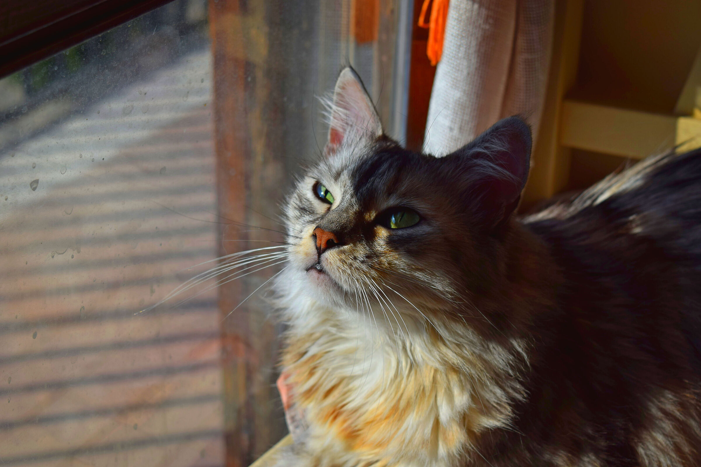 Sguardo sempre in alto