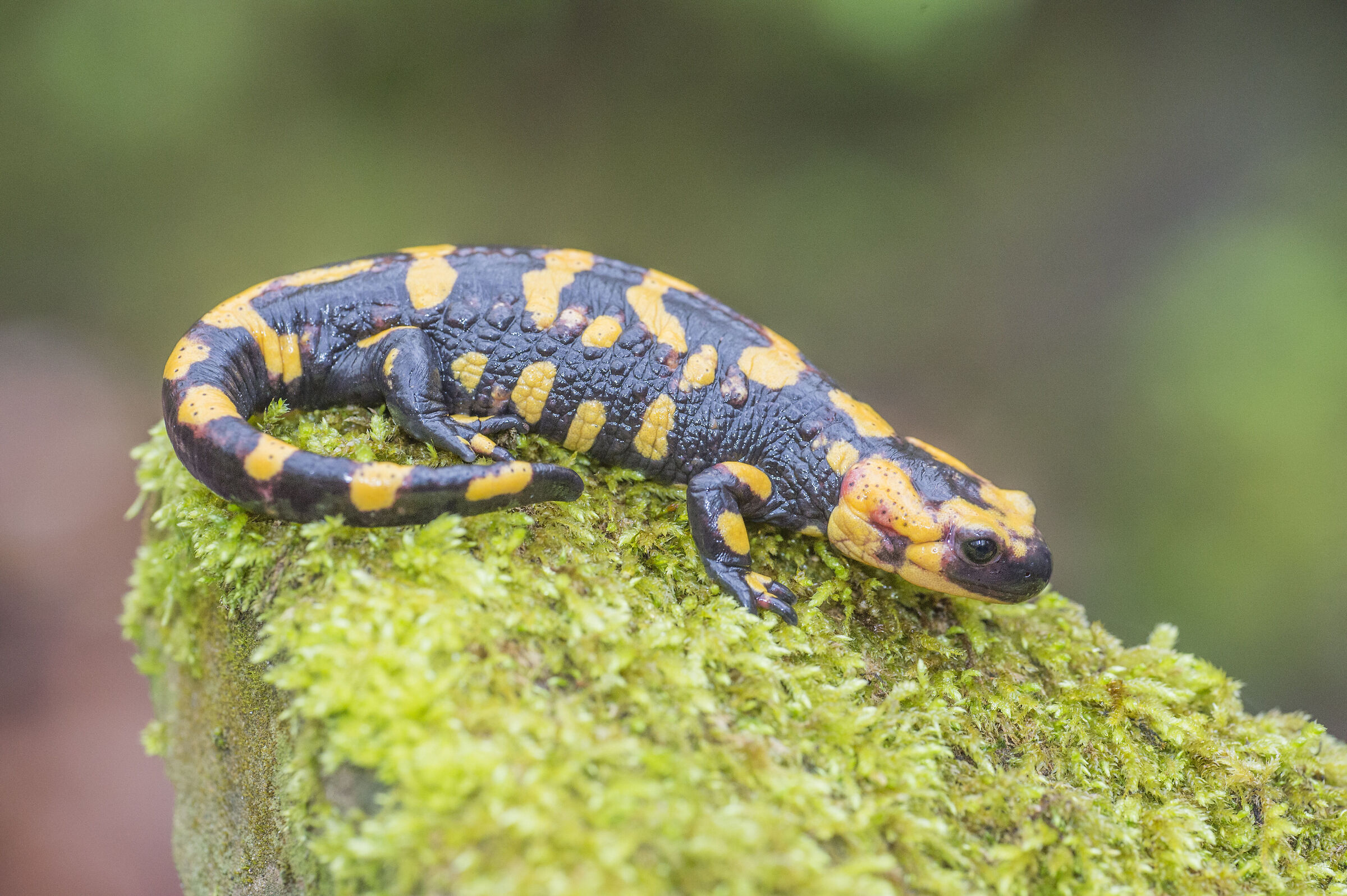 Salamandra pezzata 2
