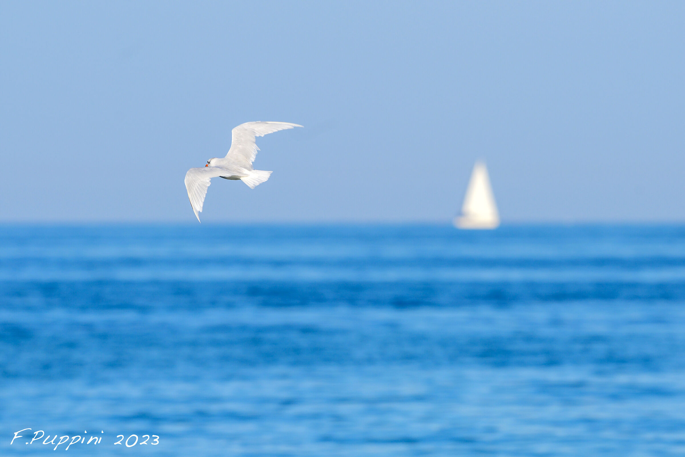 Seagull test Z 180-600