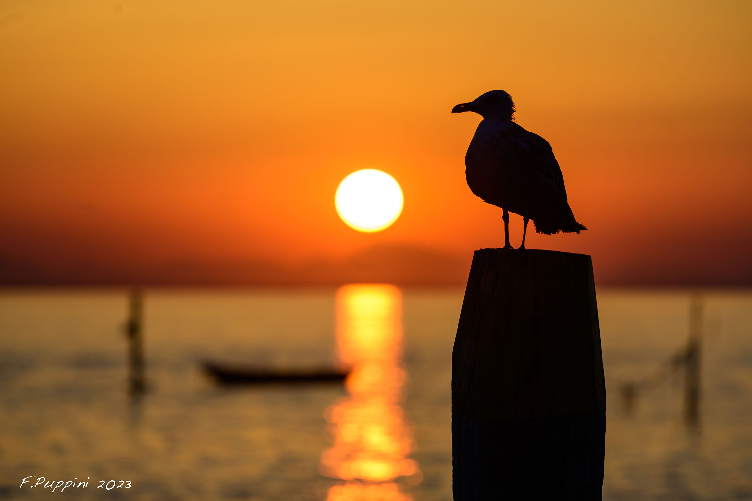 Sunset with seagull